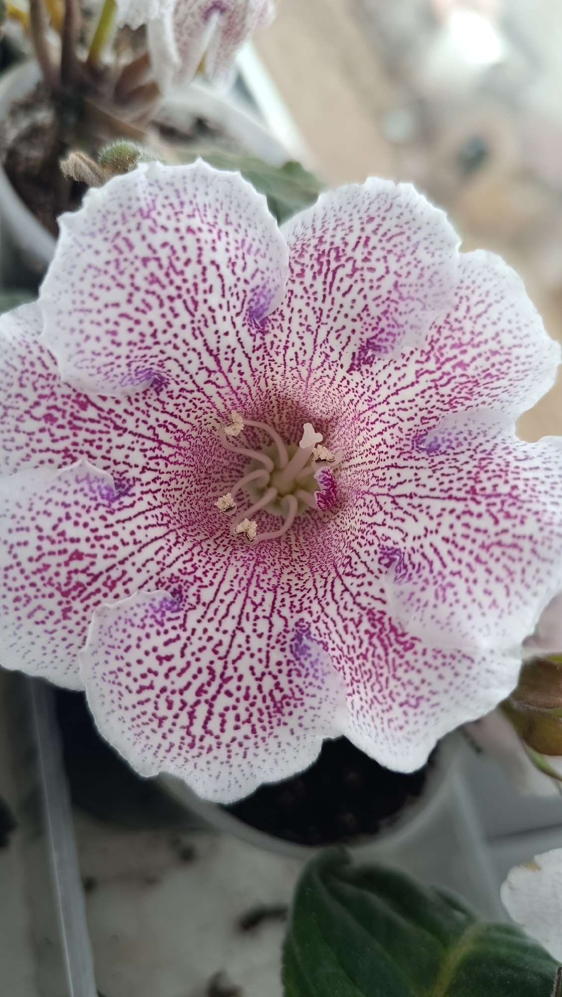 The image is a close-up, vertical shot of a spotted white and pink flower. The flower has five prominent petals with ruffled edges. The interior of the flower displays a star-like pattern of dense purple dots, with larger purple splotches near the center. Inside the flower, there are several stamens tipped with pale yellow pollen. The background is blurred, showing glimpses of green leaves and a white pot. The lighting suggests an indoor setting, possibly near a window. There is no indication of the city of Karsha, Russia, or any other specific location within the image.