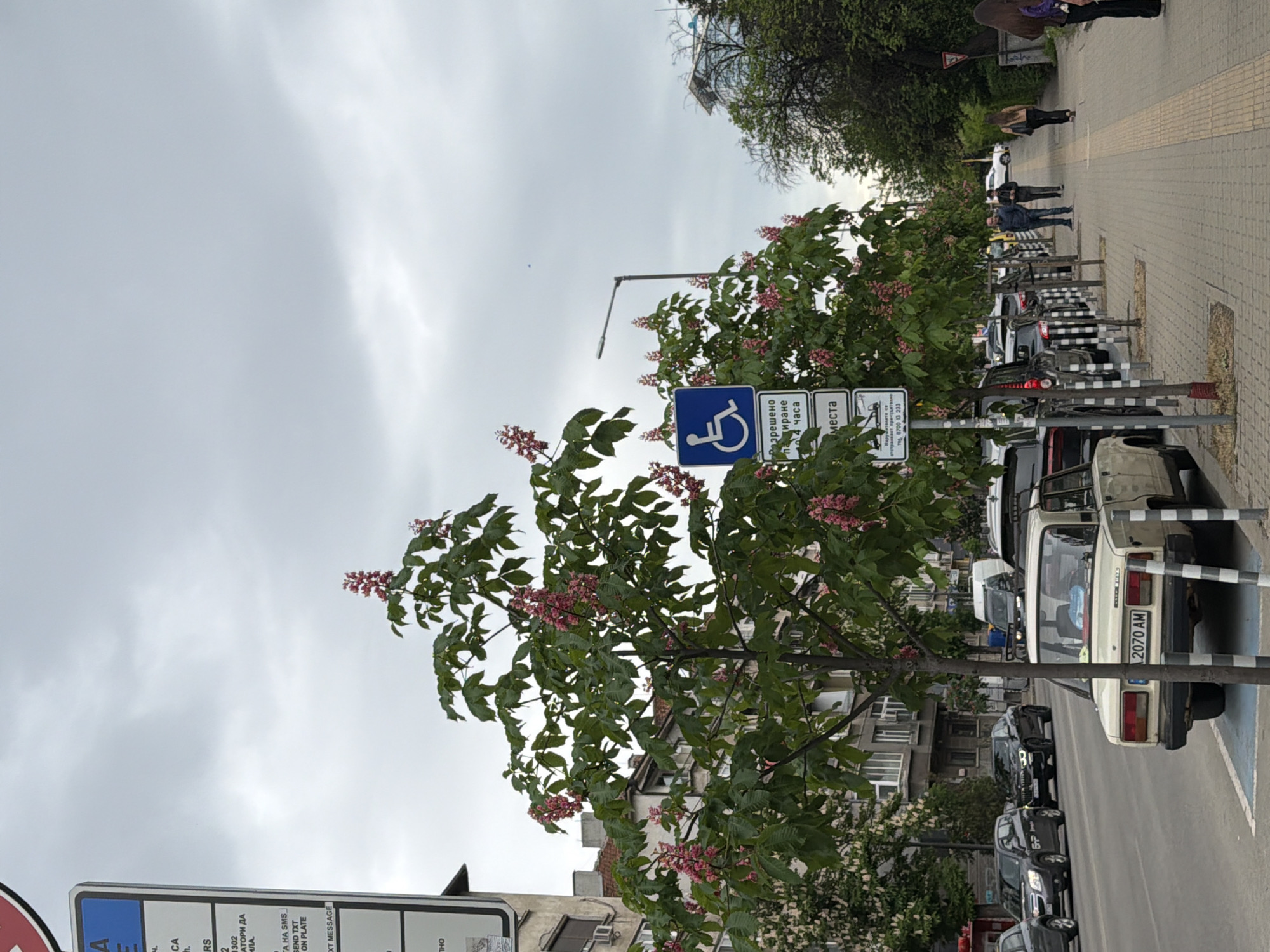 The image depicts a street scene in Sofia, Bulgaria, notable for its orderly arrangement of parking along the sidewalk. Sidewalks are paved with light colored rectangular tiles and have lines running across to help visually impaired people navigate. A chestnut tree with pink blossoms is planted next to a blue disabled parking sign and adjacent parking restriction signs. The parked vehicles include a vintage cream-colored car and a variety of modern models. People are walking along the sidewalk, suggesting a typical day. The sky is overcast, indicating the weather conditions.
