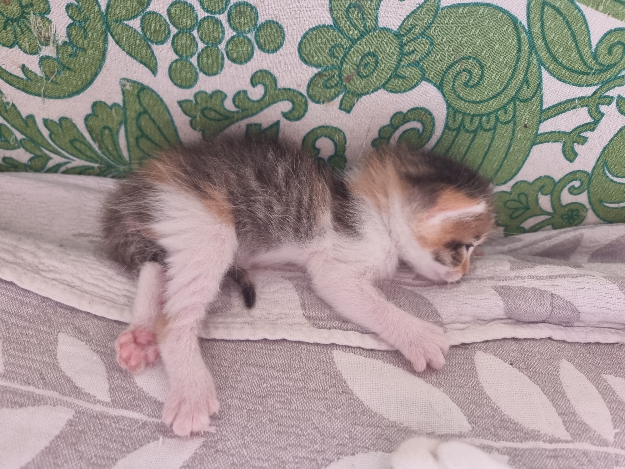 A newborn kitten with tricolor fur lies on a gray and white patterned blanket. The kitten is curled up on its side, with its eyes closed and its body facing towards the right of the frame. The kitten's fur is a mix of white, black, and orange patches. The blanket is made of a soft, textured material and has a repeating pattern of light gray leaf shapes on a white background. Behind the blanket, a green and white patterned fabric is visible. This scene does not provide any information about the city of Copanca, Moldova.
