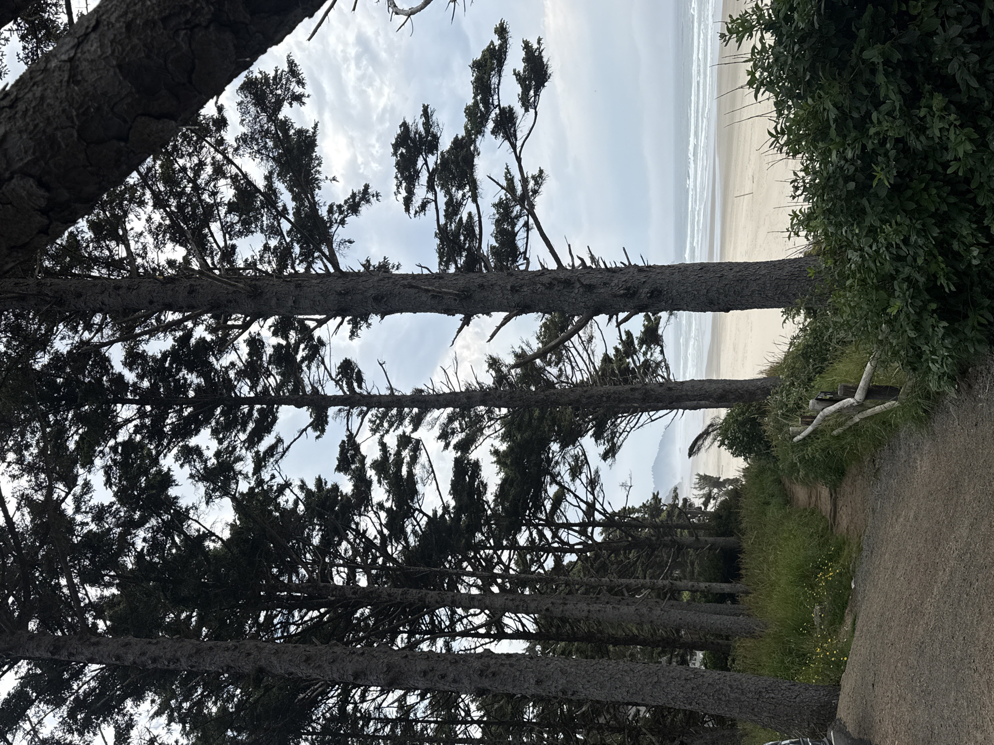 The image depicts a path leading through a grove of tall evergreen trees towards a sandy beach and the ocean. The path is dirt and gravel, with a rustic wooden fence bordering the right side. Lush green grass and some small yellow wildflowers grow along the path. In the distance, the ocean is visible with gentle waves breaking on the shore. The sky is overcast with clouds. The scene appears to be a natural setting, possibly a park or public access point to the beach in Arch Cape, Oregon, United States. No people or specific structures are identifiable in the image.