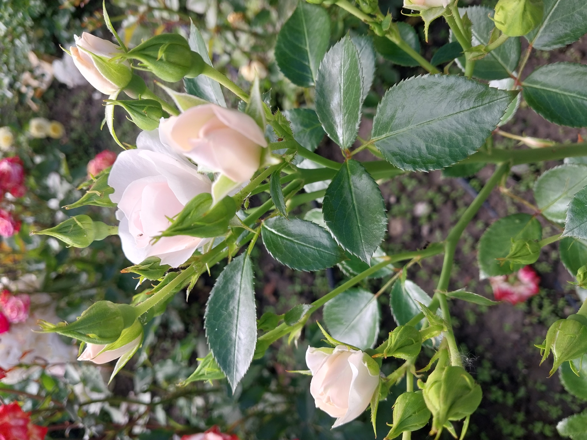 The image shows a close-up view of a rose bush with several light pink and white rosebuds and a few partially opened roses. The background is softly blurred, showing more rose blooms in shades of pink and red, as well as green foliage and dark soil. The lighting suggests it is daytime, likely outdoors in a garden. The image composition focuses on the delicate details of the rose flowers and buds, with their tightly furled petals and green sepals. The leaves of the rose bush are a deep green and have serrated edges. There are no people or text visible in the image. The setting appears to be a garden in Dnipro, Ukraine, judging by the location context provided. The overall mood is serene and natural, highlighting the beauty of the blooming roses.