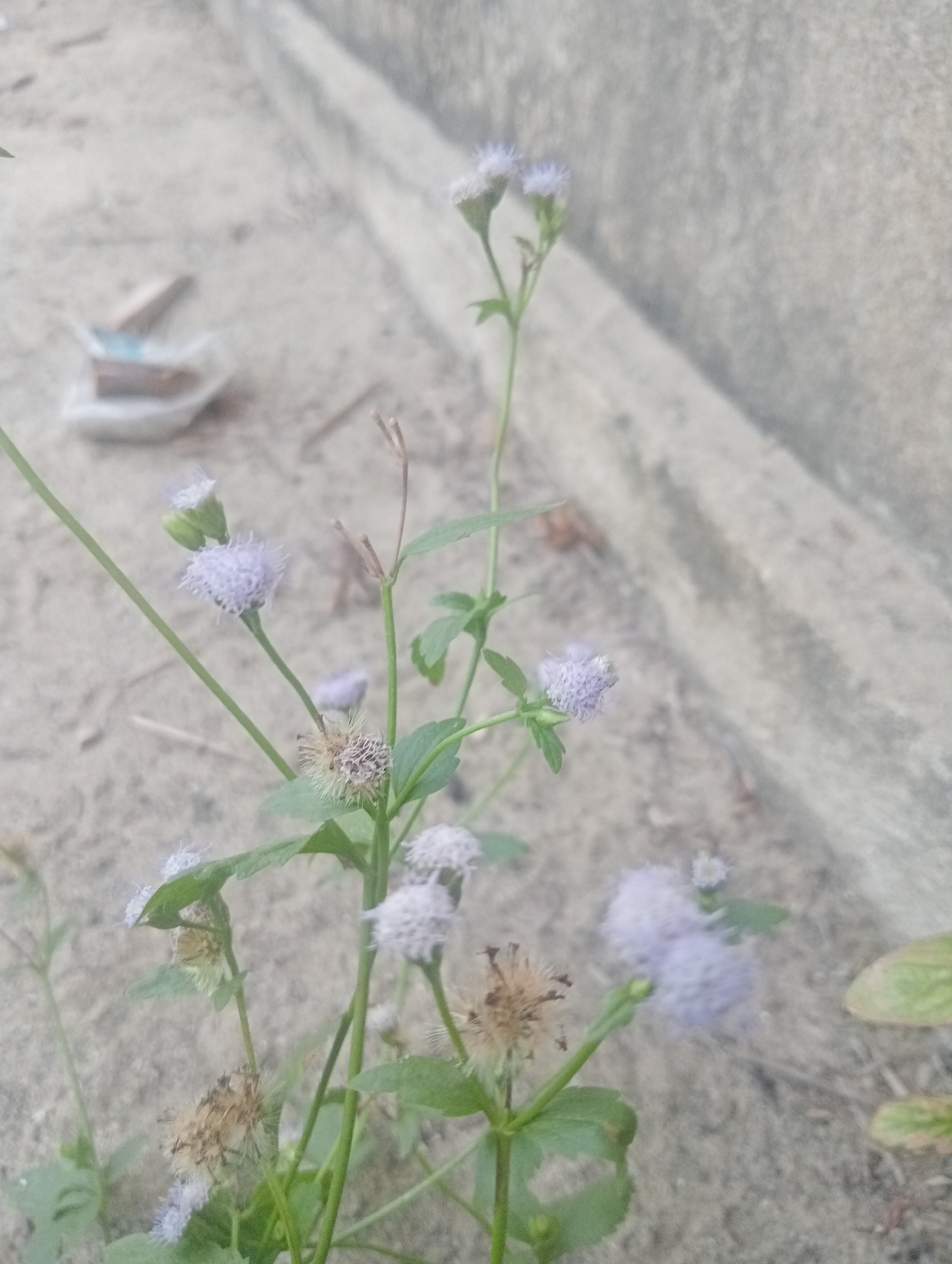 A close-up, slightly out-of-focus shot depicts a cluster of small, light purple flowers with fluffy seed heads on thin green stems. The flowers are growing in sandy soil next to a concrete structure, possibly a wall or drainage ditch. In the background, there are some blurred objects, including what appears to be a small, plastic-wrapped packet containing a few brown items. The lighting is soft and diffused, suggesting an overcast day or shade. The scene is located in Kota Negara Timur, Indonesia.