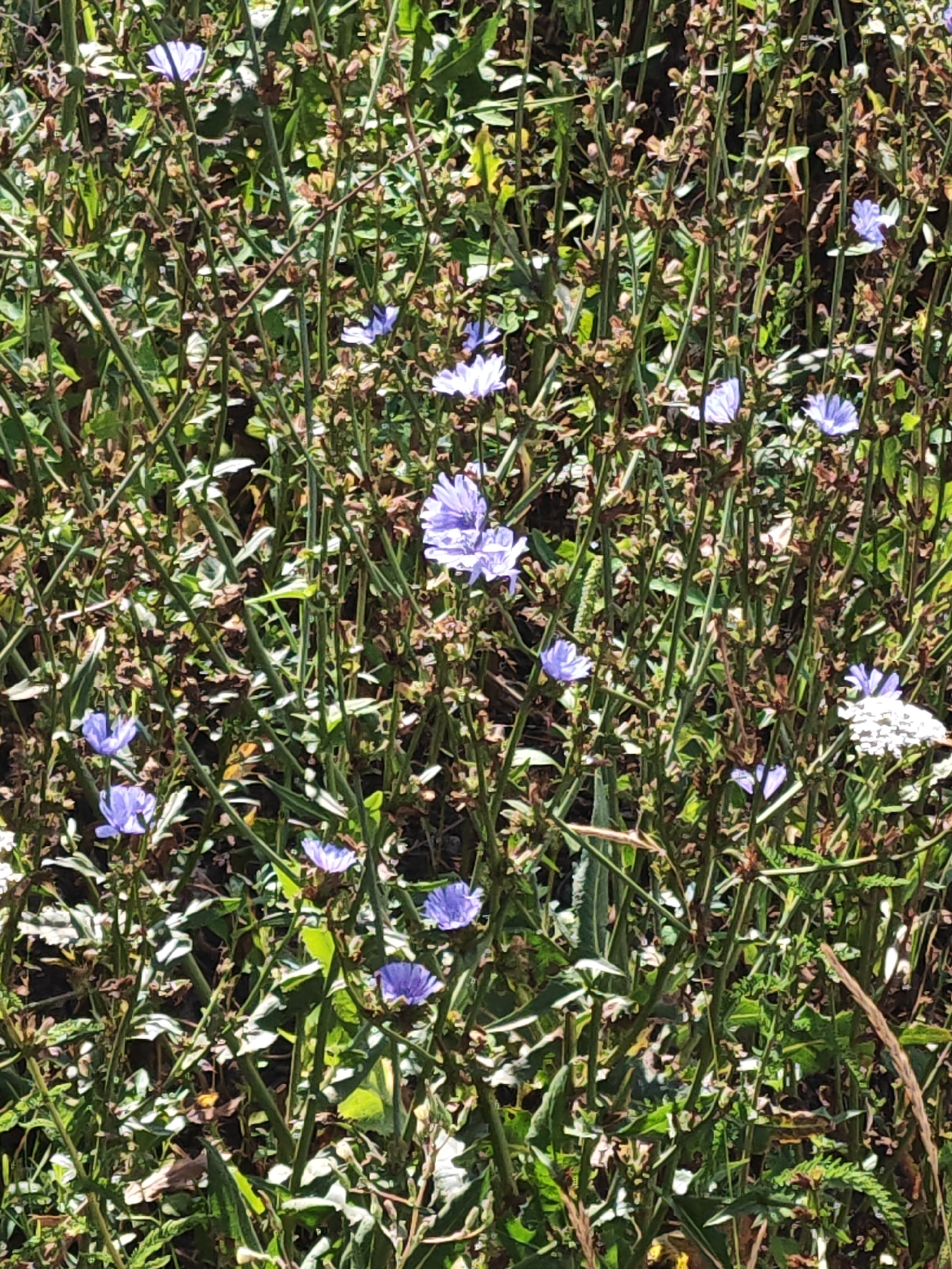 A field of wild chicory flowers, with their distinct light blue petals, blooms in Chapaevsk, Russia. The flowers are clustered amidst green foliage and dry stalks, suggesting a natural, uncultivated area. The sunlight casts shadows, indicating a bright, possibly midday, scene. There are no people or animals visible. The focus is on the dense, wild growth of the plants.