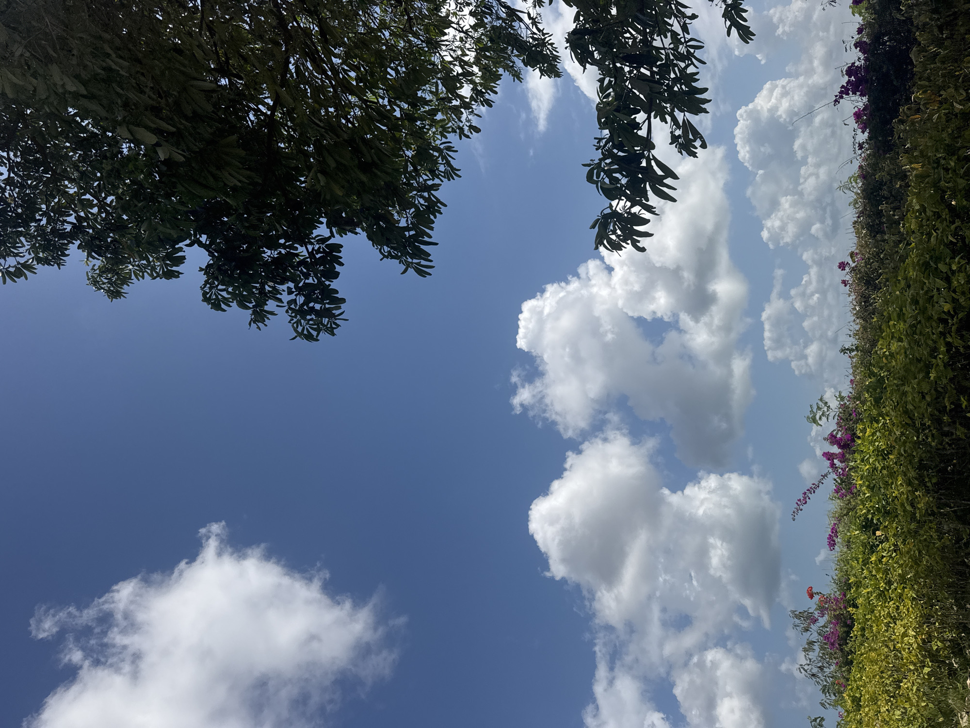 The image depicts a bright, sunny day with a clear blue sky and scattered white cumulus clouds. In the foreground, a lush green bush with a border of vibrant pink and purple flowers stretches across the bottom of the frame. To the right and top, the dark green leaves and branches of a large tree overhang the scene, casting subtle shadows. The overall impression is one of a tropical or subtropical landscape, likely Kuta Selatan, Indonesia, characterized by abundant vegetation and a clear, expansive sky. There are no people or animals visible in the image.
