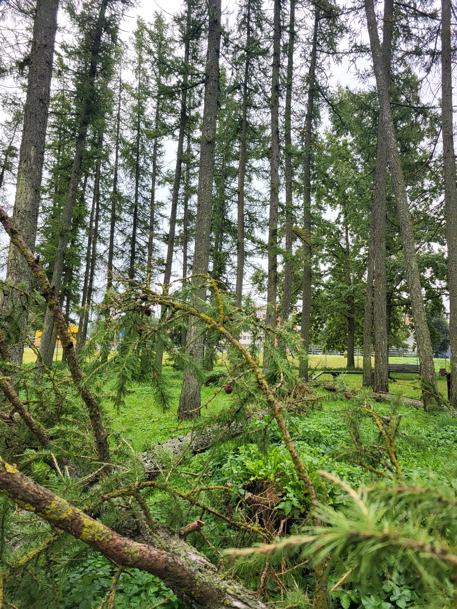 The image depicts a dense forest with tall, slender trees, possibly conifers, dominating the scene. The ground is covered in lush green grass and other low-lying vegetation. In the foreground, a fallen branch from a tree lies across the frame, its bark textured and covered in patches of moss. The lighting suggests an overcast day, with diffused light filtering through the canopy. In the background, a glimpse of a building or structure can be seen, along with a white fence and a bench. The overall impression is one of a natural, somewhat wild setting within or on the outskirts of an urban area. This scene is located in the city of Jelgava, Latvia, specifically within the Jelgava Forest Park.