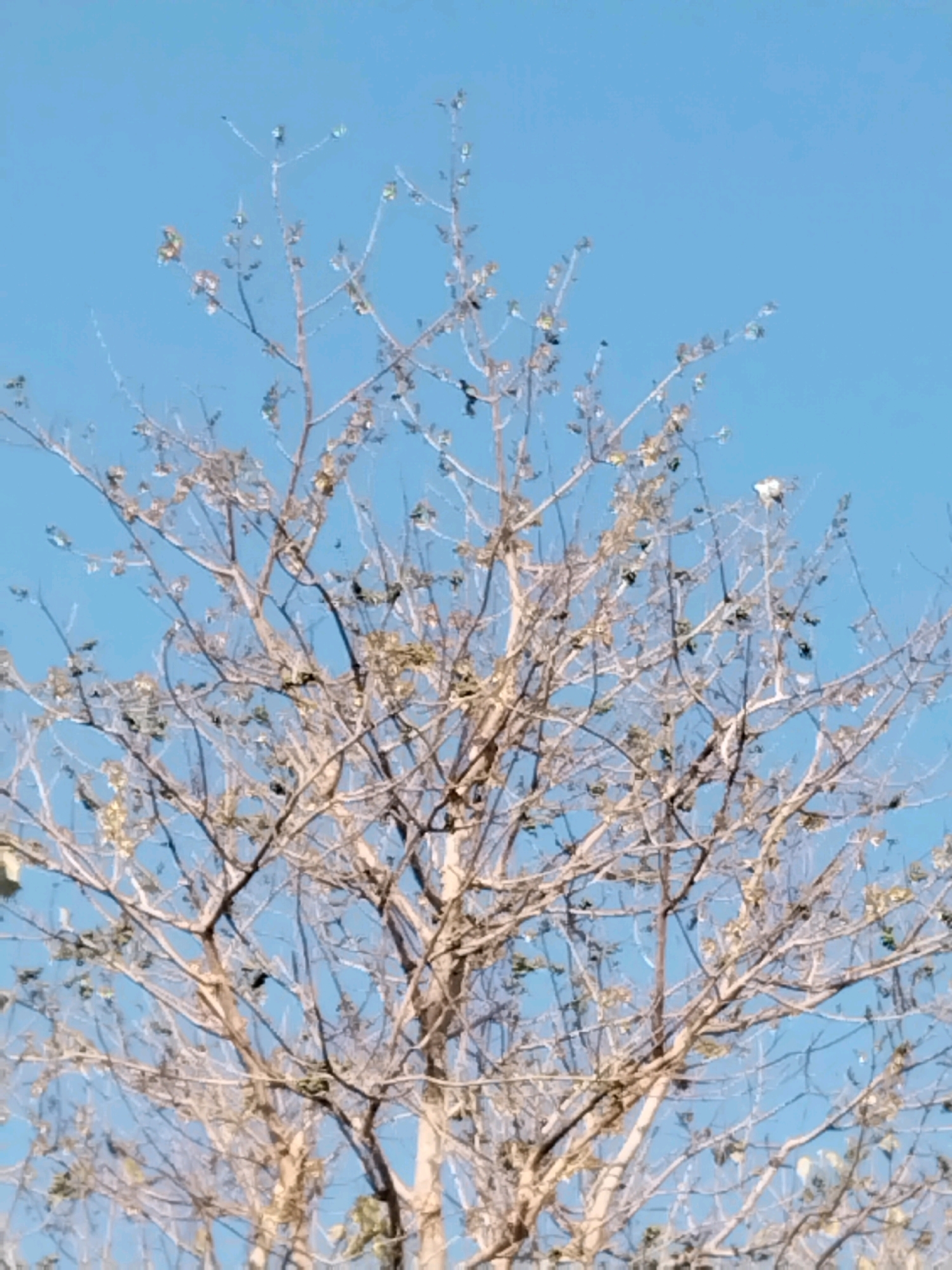 In Kuripansari, Indonesia, a tree with bare branches against a clear blue sky is visible. Some leaves still cling to the branches, appearing dry and scattered. The image is a close-up shot, focusing on the intricate network of the tree's limbs and twigs.