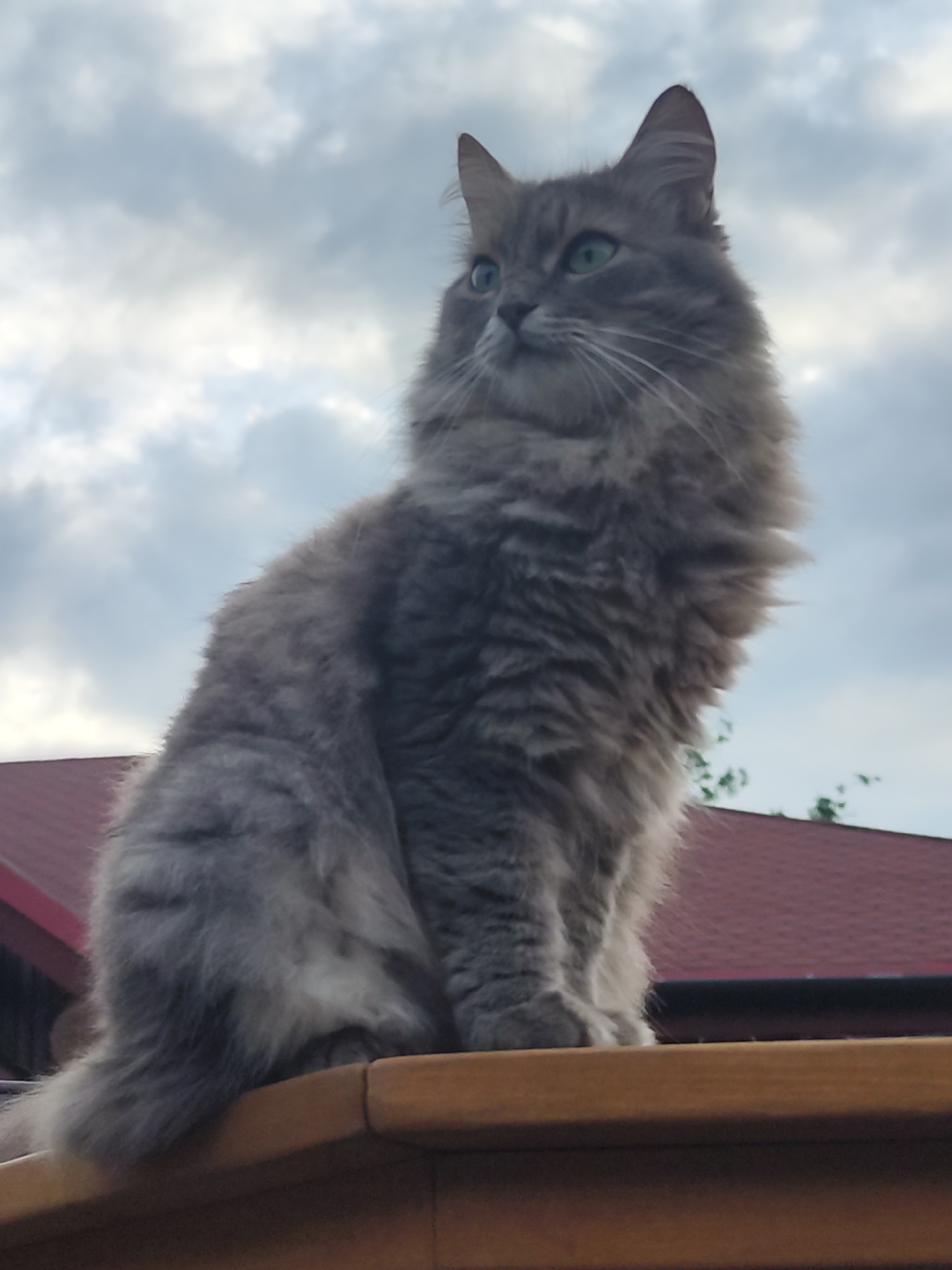 A fluffy gray cat with green eyes sits on a wooden railing, looking to the left. The cat is predominantly gray with some lighter gray and white markings, particularly on its chest and paws. Its fur is long and appears well-groomed. The background consists of a cloudy sky, with hints of blue peeking through the overcast. Below the sky and behind the cat, the red-tiled roof of a building is visible, along with some green foliage. The scene appears to be outdoors, possibly in a residential area. The lighting suggests it could be daytime, though the cloudy conditions might obscure direct sunlight. The cat's posture and gaze convey a sense of alertness and calm observation. There is no visible text in the image. The location context is Chaikovsky, Russia.