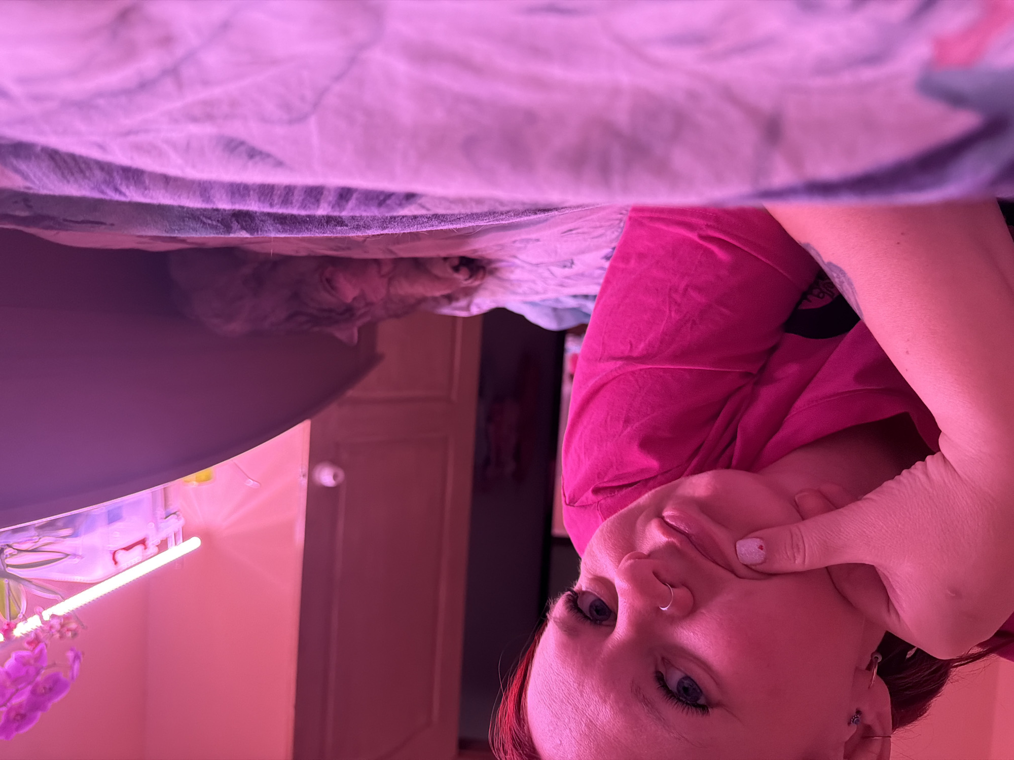 The image portrays an indoor scene within a residence in Chaikovsky, Russia, characterized by strong magenta artificial lighting. In the immediate foreground, a female individual with red hair, blue eyes, a nose ring, and multiple ear piercings lies on patterned bedding. She is wearing a bright pink t-shirt, with a tattoo visible on her right arm. Her right hand is positioned against her left cheek, subtly distorting her face into a pout, while she gazes directly at the camera. A small white heart design is visible on her right thumbnail. Further into the scene, to the right of the individual, a gray tabby cat rests on the same bedding, its paws visible. In the background, a light brown wooden door is partially visible. Above the cat and to the right, a vibrant purple orchid is displayed on a surface, illuminated by a linear LED light strip, which is the apparent source of the room's distinctive pink glow. A small, white, cylindrical object is mounted on the wall to the left of the door.