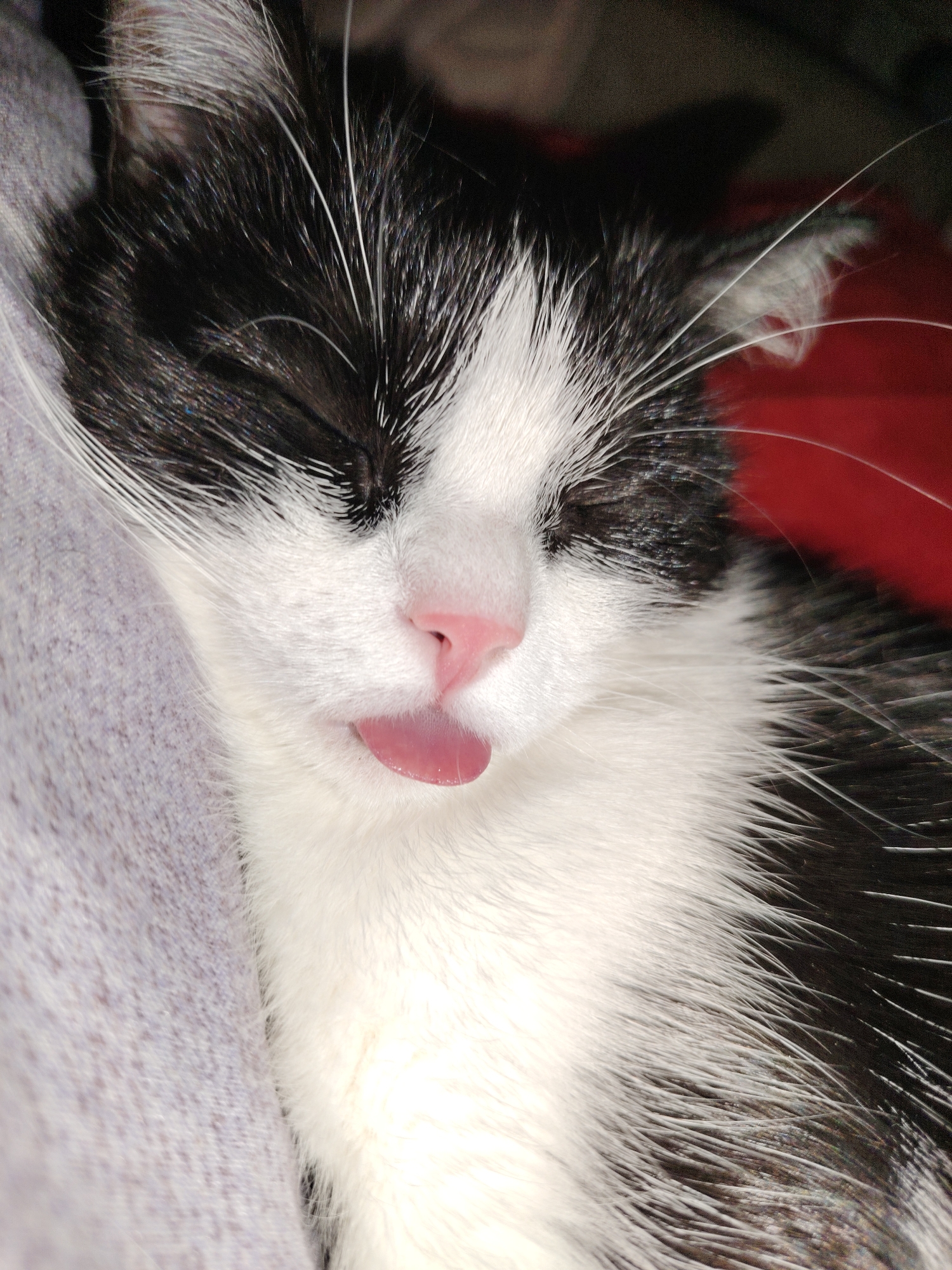 A close-up photograph depicts a black and white cat sleeping. The cat's eyes are closed, and its pink tongue is slightly protruding from its mouth. The cat is nestled against a grey-colored soft surface. The background includes hints of red and dark tones. The location is Unknown, Unknown.