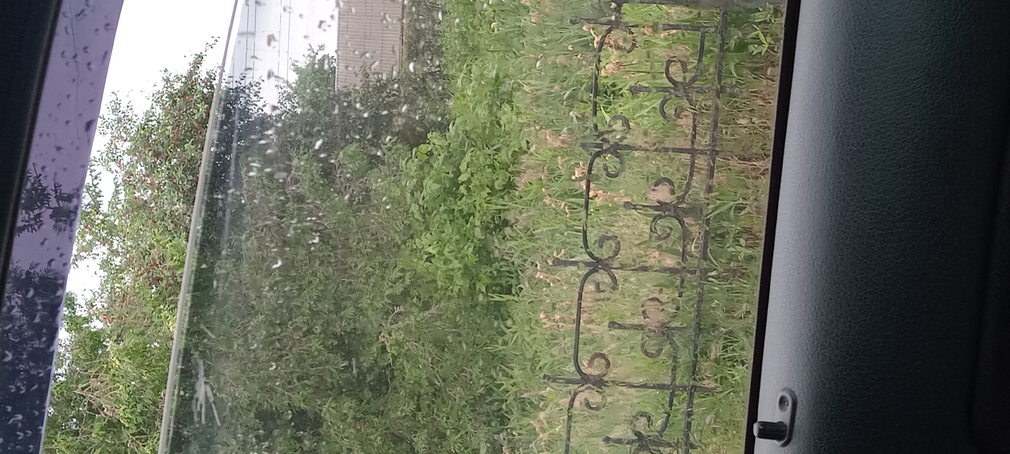 The image shows a view through a car window of a green, overgrown outdoor scene. The window has water droplets on it, suggesting it is raining or has recently rained. In the foreground, a dark, textured car door panel is visible, with a black door lock mechanism on the left side. Behind the car door, a portion of a black wrought-iron fence with decorative scrollwork is visible. The fence separates the car from a dense area of green foliage, including trees and bushes, with some dry, light-colored plants interspersed. In the background, a light-colored building with a corrugated roof is partially obscured by the vegetation. The sky appears overcast. The scene depicts a somewhat neglected area with dense vegetation and a rustic fence, likely on the outskirts of Koviahy, Ukraine. There are no people or animals visible in the image.