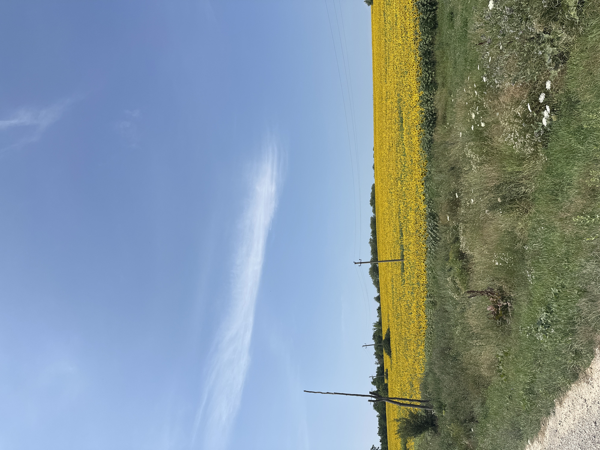 The image depicts a wide view of a large sunflower field under a clear blue sky. The field of sunflowers occupies the majority of the midground and extends to the horizon, appearing as a vast expanse of yellow. A line of trees can be seen in the far background, bordering the sunflower field. In the foreground, there is a strip of green grass and wildflowers, with a gravel path on the left edge of the frame. Several utility poles and power lines are visible across the landscape, indicating rural infrastructure. A single wooden pole stands in the left foreground. The scene is set in a rural outdoor environment, likely in the city of Piscărești, Moldova, given the context. There are no people or animals visible in the image. The overall impression is a serene and agricultural landscape on a bright, sunny day.