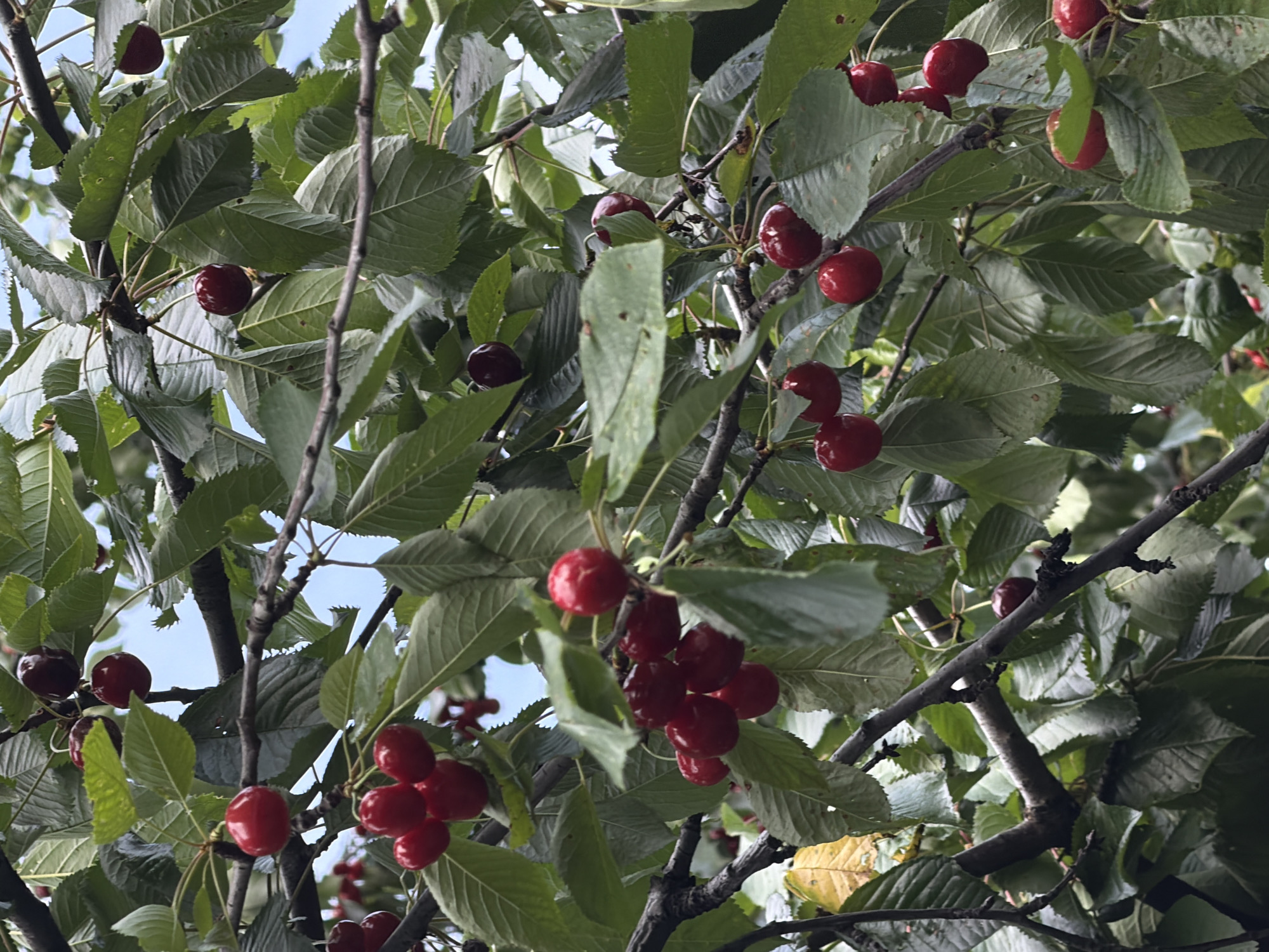 The image shows a cherry tree laden with ripe, red cherries against a backdrop of green leaves and glimpses of a light blue sky. The cherries are clustered in bunches, some individually hanging. The tree branches are visible, providing a dark contrast to the brighter cherries and leaves. The location is assumed to be Beryozovy, Russia.
