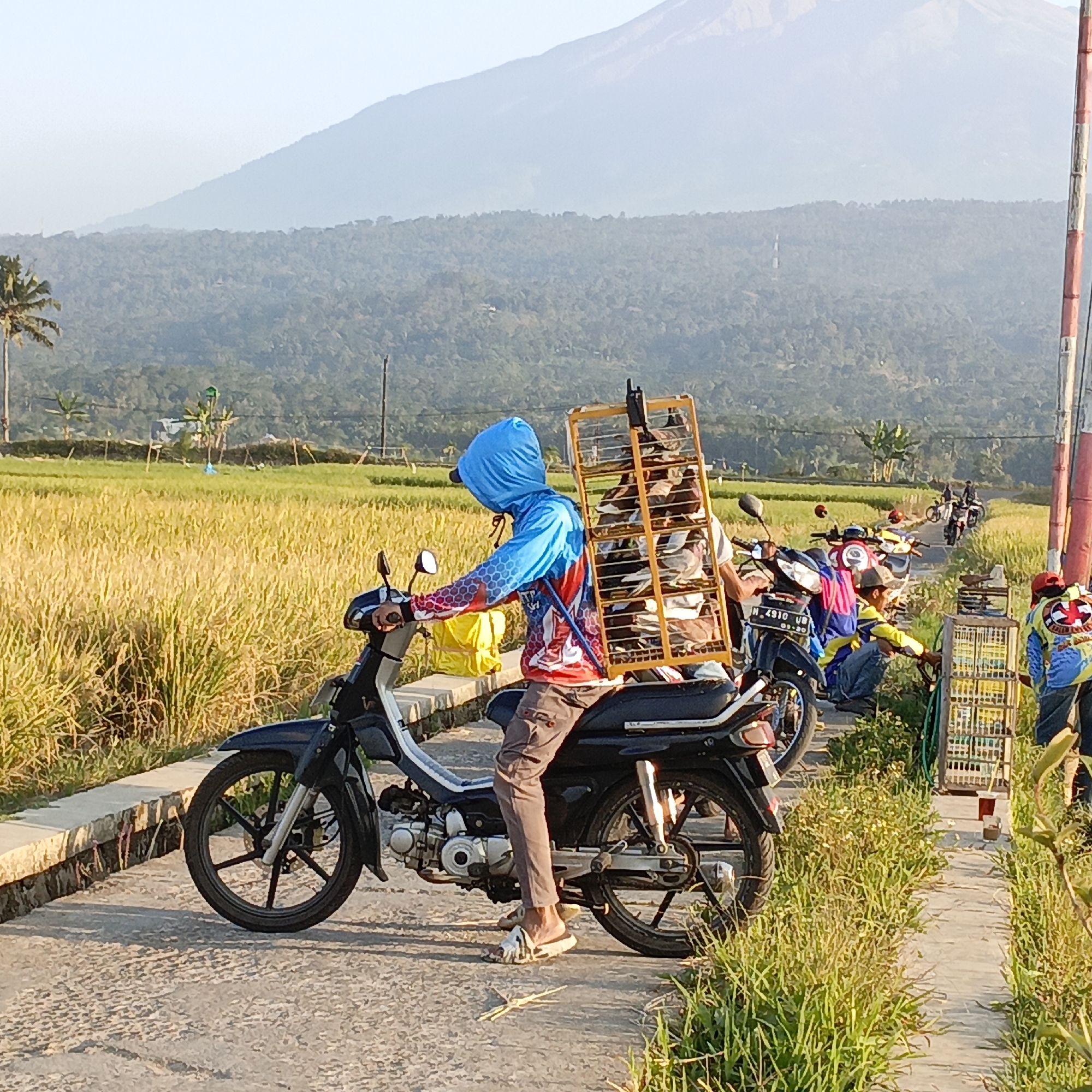 In the city of Rowosari, Indonesia, a man wearing a blue hooded jacket and patterned shirt rides a black motorcycle. Attached to the back of the motorcycle is a tall, yellow bird cage rack filled with birds. The man is wearing brown pants and sandals. The motorcycle is on a paved road that runs alongside a golden field of rice. In the background, a large mountain rises against a clear sky, with rolling green hills in the mid-ground. Other motorcycles and people are visible further down the road, and some of them also have bird cages. The scene appears to be an outdoor gathering or event, possibly related to bird keeping.