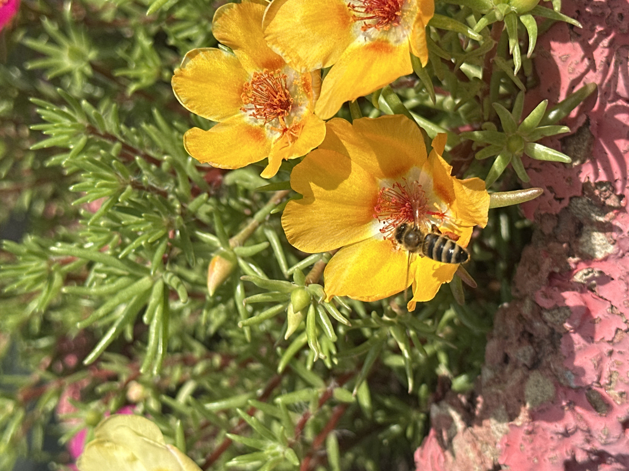The image shows a close-up of several yellow flowers with bees collecting nectar. The flowers have delicate petals and vibrant orange stamens. One bee, with its striped abdomen and fuzzy body, is prominently featured on a flower in the foreground. The background consists of green foliage and a textured pinkish-red surface, possibly a planter. The lighting suggests it is daytime. The scene appears to be a natural or garden setting. There is no information in the image to determine its location in the city of Luhansk, Ukraine.
