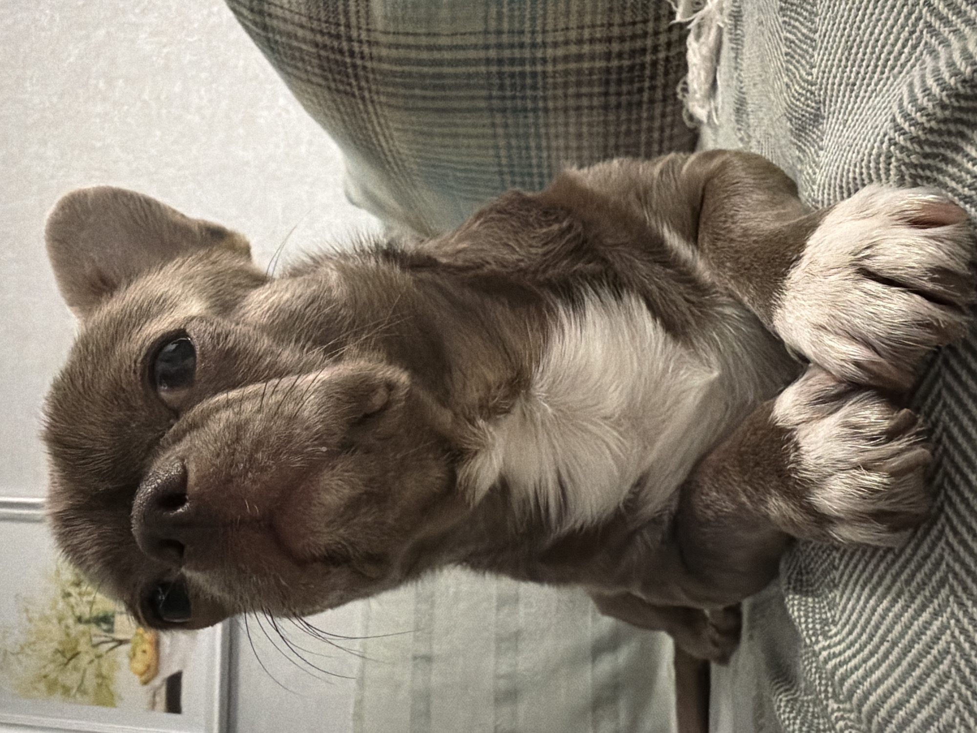 A small, chocolate-brown dog, consistent with a French Bulldog type, is depicted seated upright on a textured blanket. The animal faces the viewer directly, its dark eyes looking slightly upward, and its front paws are crossed. A distinct white marking is present on its chest and extends onto its paws. The blanket displays a herringbone pattern in a muted green or blue hue. To the right, a plaid cushion is partially visible. The background consists of a light-colored wall, featuring a white-framed picture depicting a minimalist scene with a tree-like element, a bottle, and a bowl on a table. The scene occurs within an indoor domestic environment in Votkinsk, Russia.
