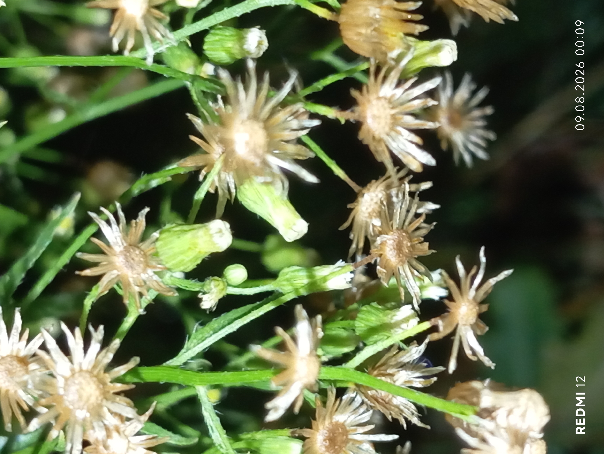The image is a close-up, low-angle shot of a cluster of dried aster flowers and green buds against a dark, out-of-focus background. The flowers, some appearing brown and faded, others with white petals, are arranged on thin green stems. Several green buds are also visible. The lighting suggests it may be a natural outdoor setting, possibly in a garden or field. Text at the bottom left reads "REDMI 12" and at the bottom right reads "09.08.2026 00:09." There are no people or specific urban features identifiable in the image, and therefore no discernible location in Smila, Ukraine.