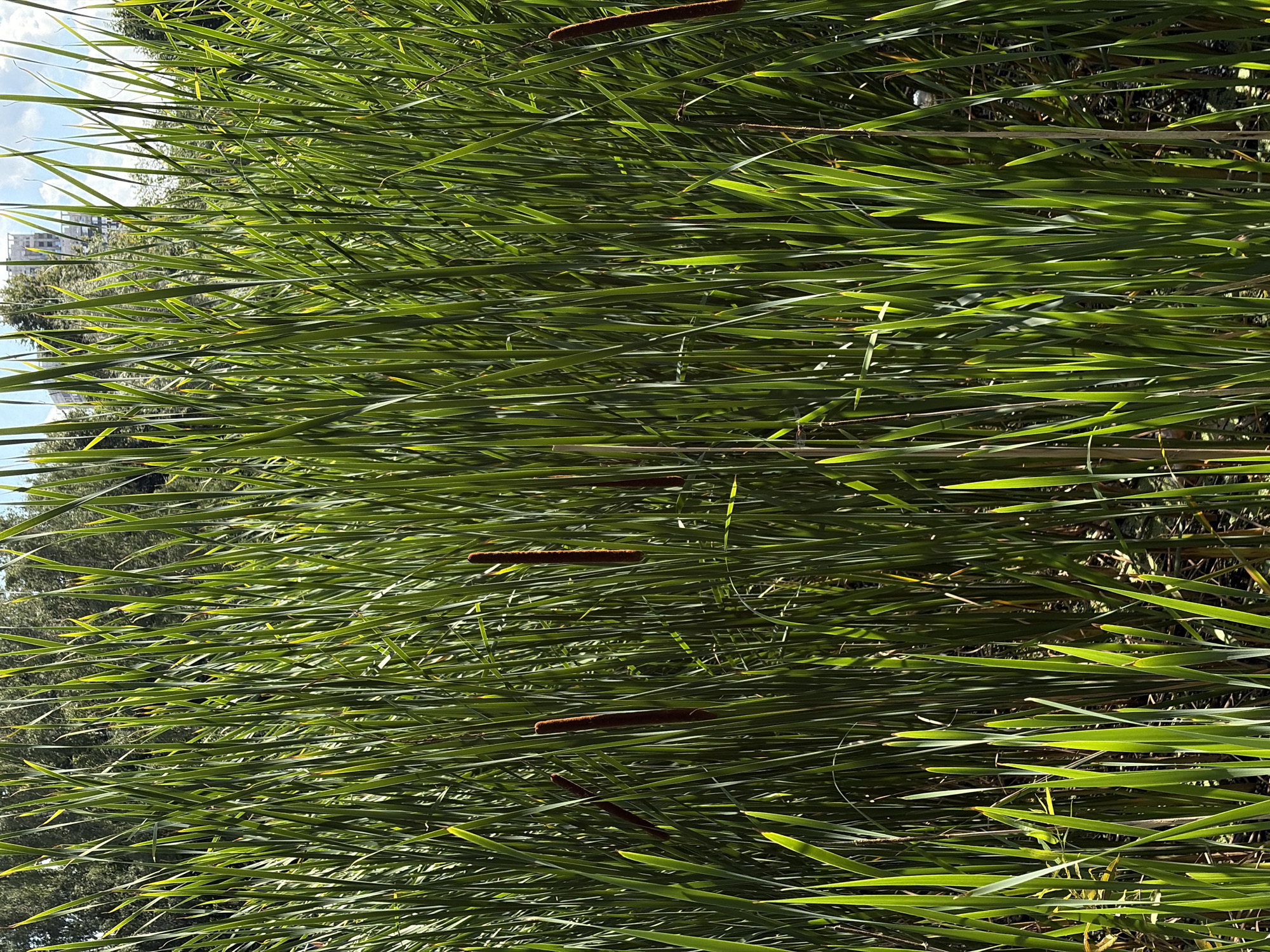 This is a vertical, medium-angle, full-shot photograph of a dense patch of cattails growing in a wetland environment, possibly at the edge of a body of water. The cattails, with their characteristic brown, cylindrical seed heads, are abundant and fill most of the frame. The leaves are long, slender, and a vibrant green, catching the sunlight which creates highlights and shadows, adding depth to the scene. In the background, out of focus, are the tops of trees, suggesting a natural or park-like setting. Faintly visible in the upper background, behind the foliage, are the tops of buildings, indicating the presence of urban development nearby. The overall impression is one of lush, natural growth against a backdrop of modern infrastructure. This scene is likely located in Khimki, Russia, given the urban elements peeking through the natural foliage. There are no people or animals clearly visible in the image.