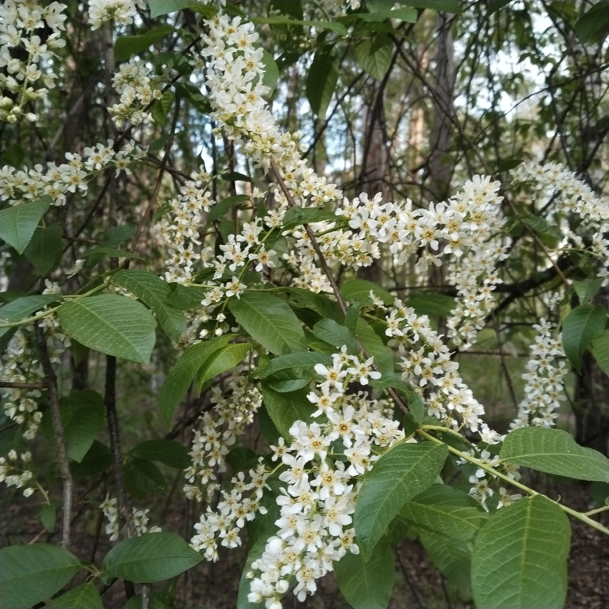 The image shows a flowering tree with white blossoms and green leaves, likely photographed in a natural setting. The background reveals glimpses of trees, indicating a wooded or park-like environment. Given the prompt, it is presumed to be in the city of Chaikovsky, Russia. No people, subjects, actions, or interactions are visible. The primary focus is on the tree and its blossoms.