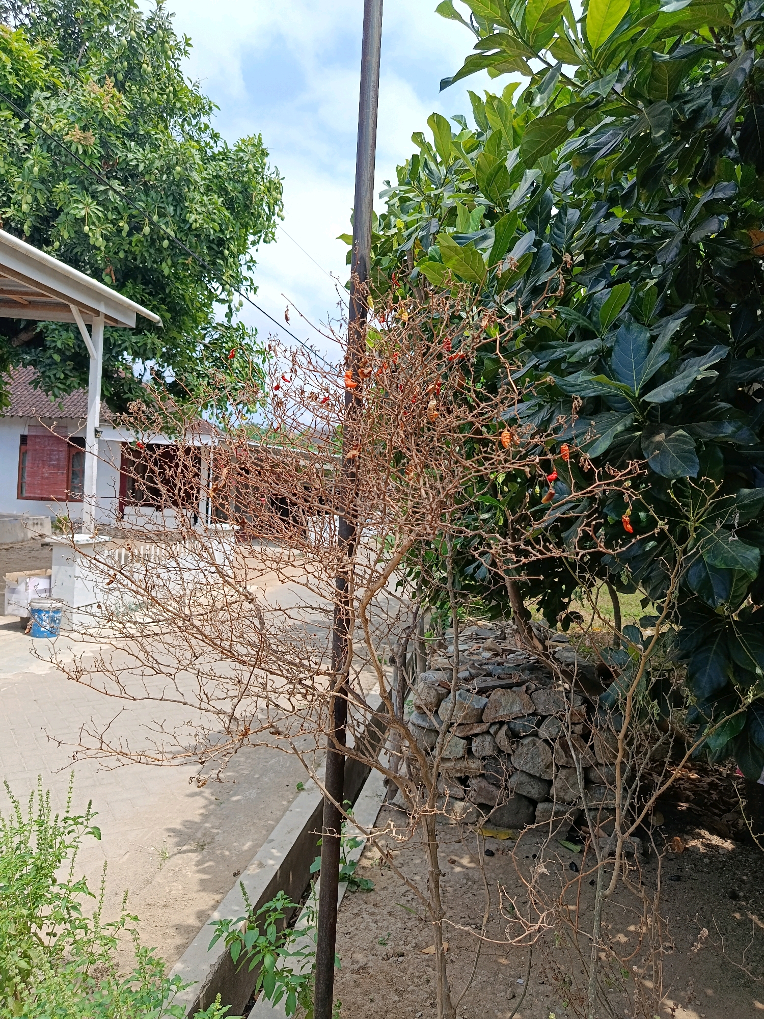 The image depicts an outdoor scene with a focus on a dry, thorny bush in the foreground. The bush has a sparse canopy of thin, brown branches, with a few small, red chili peppers still clinging to them. To the left of the bush, a white building with a white roof and red-trimmed windows is visible, suggesting it might be a residential or simple structure. A concrete path runs in front of the building, and there's a wall made of stacked stones behind the dry bush, partially obscured by large, dark green leaves of a larger tree or shrub. In the background, a utility pole stands tall. The sky above is partly cloudy with a bright blue hue. Green vegetation, including some small leafy plants, grows in the lower left and right corners of the frame. This scene is likely located in Menadi, Indonesia, given the architectural style and lush vegetation.