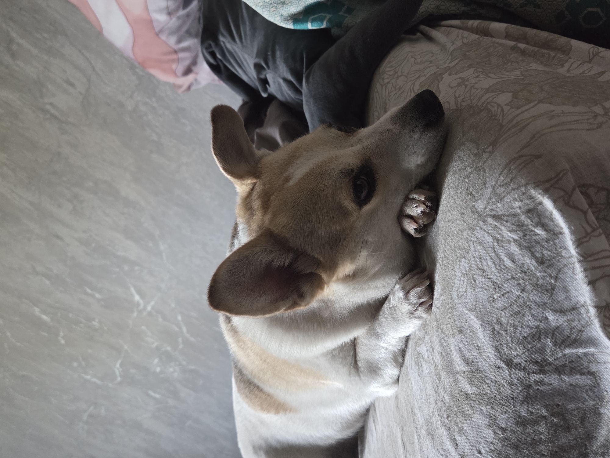 A close-up, high-angle shot features a corgi lying on a patterned fabric surface. The corgi's head rests on the fabric, and its paws are close to its face. The background includes more fabric and a glimpse of what appears to be a floor. The lighting appears to be indoor ambient light. The scene is not explicitly identifiable to any specific city or known location.