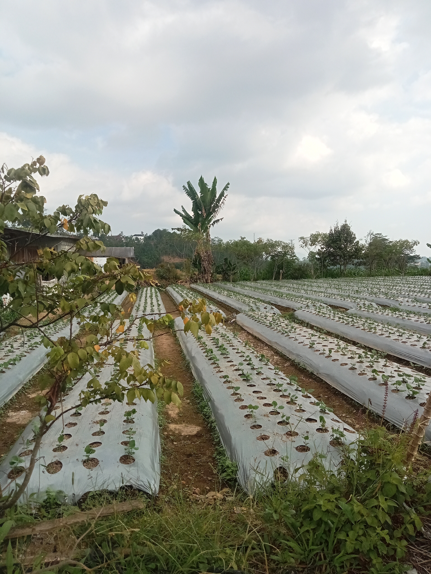 The image depicts a wide agricultural field in Pancurwening, Indonesia, with rows of young plants cultivated under white plastic mulch. The field appears to be on a gentle slope, with multiple rows stretching into the distance. A banana tree stands prominently in the middle ground, and the foreground features some green foliage and branches of a deciduous tree. In the background, a cluster of buildings, possibly rural dwellings or farm structures, are visible, nestled amongst trees and hills. The sky is overcast with clouds.