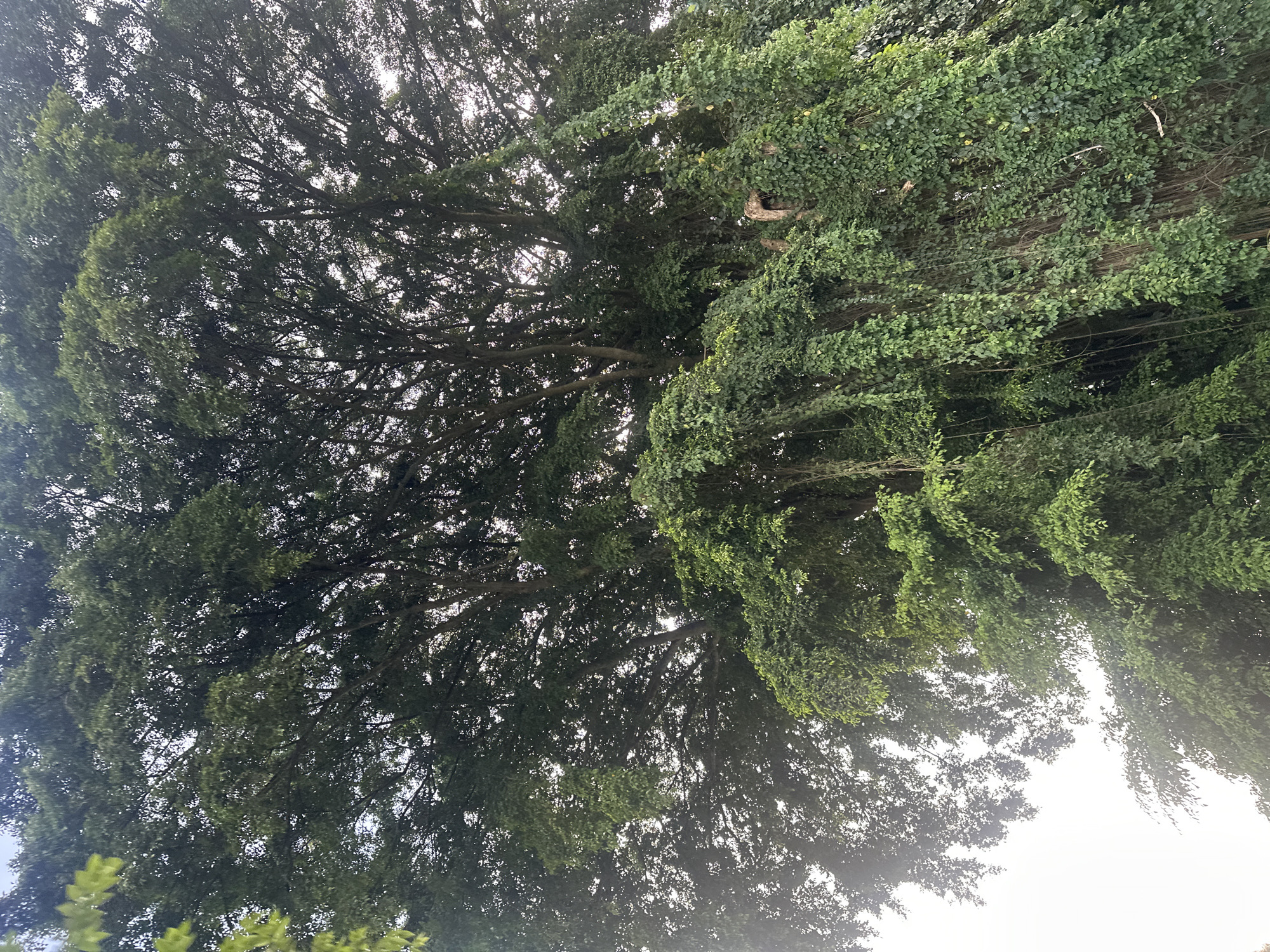 A low-angle shot looking up into the canopy of a large tree with dense foliage. The tree's branches are visible against a bright sky, and a section of the canopy is covered in trailing vines or a different type of dense, rounded leaves. The location is noted as Unknown, Indonesia, but the image primarily depicts the tree and sky, providing no further contextual information about the city.