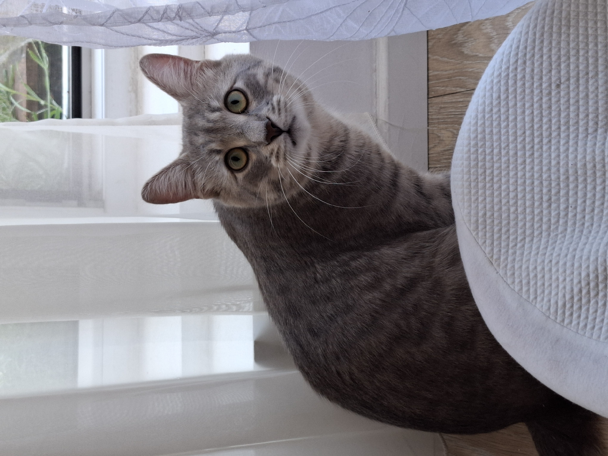 An indoor scene features a grey tabby cat seated on a light wood-colored floor, gazing directly forward with wide, bright green-yellow eyes. The cat has distinct darker grey stripes on its fur and long white whiskers. Its lower body is partially obscured by a white, textured object resembling a quilted cushion or pet bed in the bottom right foreground. Behind the cat is a large white-framed window, flanked by sheer white curtains; the right curtain exhibits a more textured pattern. Outside the window, faint green foliage is visible, suggesting a natural outdoor setting. The scene is brightly lit by natural daylight. The visual information in the image does not provide identifiable details to confirm the specified location of Zemun Urban Municipality, Serbia.