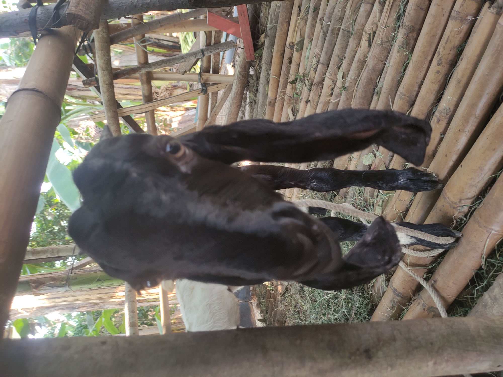 This is a close-up, eye-level, outdoor, medium shot of a young black goat in what appears to be a pen constructed from bamboo poles. The goat is positioned in the center of the frame, facing the camera directly. Its head is tilted slightly, and its long, floppy ears hang down its face. The goat has dark eyes and a dark nose. Its front legs are visible, with a rope tied around its forelegs. The ground of the pen is made of horizontal bamboo poles, and there is some dry grass and leaves scattered on the ground. In the background, through the bamboo structure, there are banana trees and other vegetation, suggesting a tropical or subtropical environment. A white goat is partially visible in the background, to the left of the black goat. The lighting suggests it is daytime, with sunlight filtering through the vegetation. The overall impression is that this is a candid photograph taken in a rural or agricultural setting in Klampok, Indonesia.