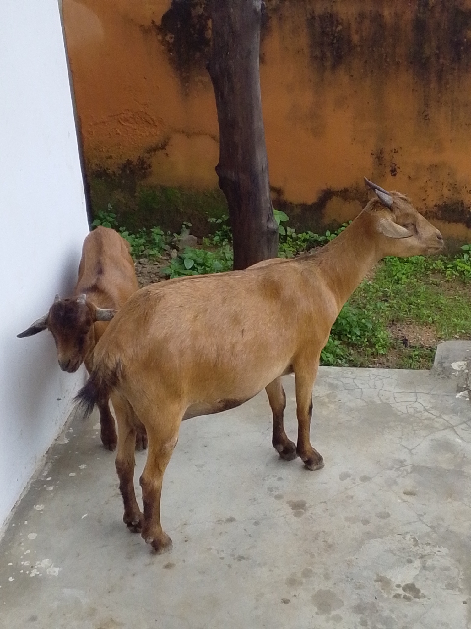 The image shows two goats standing on a concrete patio next to a white wall. The goat in the foreground is light brown and facing to the right. The second goat, also light brown, is behind and to the left of the first goat, and it is facing towards the left. Behind the goats, there is a tree trunk and a textured orange wall with some greenery. The ground is a light-colored concrete with some stains and cracks. The scene appears to be outdoors in a rural or semi-rural setting.