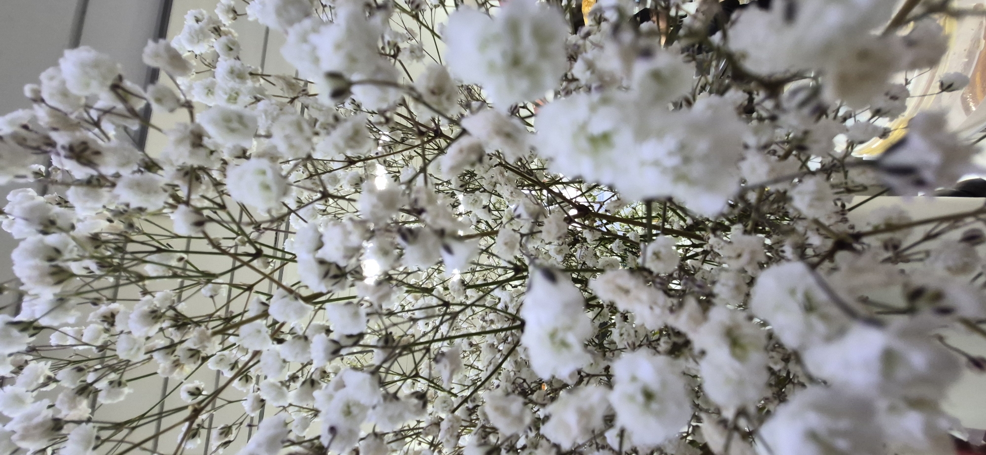 The image shows a close-up, upward-angle view of a bouquet of baby's breath flowers. The small, white, star-shaped flowers are clustered densely on thin, branching stems. Some of the flowers are in focus, revealing their delicate structure, while others are blurred due to the shallow depth of field. The background is a bright, out-of-focus wash of light and subtle colors, suggesting an indoor setting, possibly a florist's shop or a venue decorated with flowers. There are no people, actions, or specific landmarks visible that would indicate a location in Saint Petersburg, Russia. The image is purely focused on the floral subject.