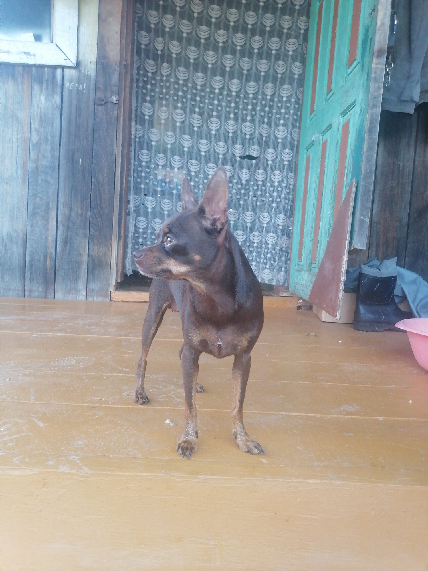 An adult, short-haired, brown dog with large ears stands on a light brown wooden porch. The dog is facing to the left, looking away from the camera. Behind the dog, a weathered wooden wall with vertical planks is visible. To the right of the wall is a partially opened door painted in alternating teal and brown vertical stripes. A white curtain with a repeating circular pattern hangs behind the dog, visible through a doorway. To the right of the door, a pair of black rubber boots are standing upright, and a light blue tarp or fabric is draped over them. A pink basin is visible in the far right of the image. The porch floor is made of wide wooden planks that appear to be painted.