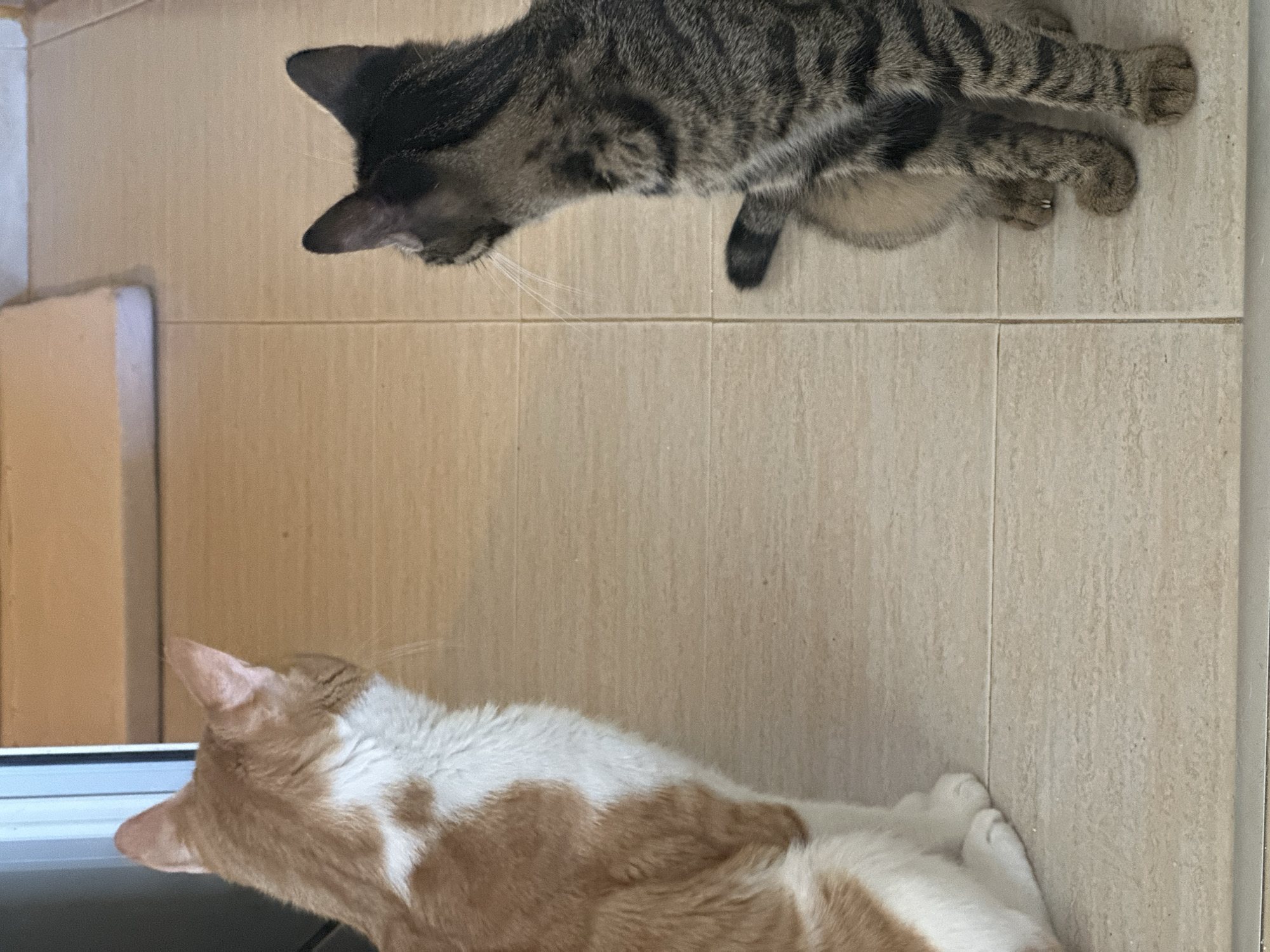 Two cats are positioned on a tiled floor, facing away from the camera and towards a doorway or opening. On the left, an orange and white cat is seated, its back to the viewer. On the right, a tabby cat is also seated, its back to the viewer. The floor is composed of light-colored square tiles with visible grout lines. The background consists of a wooden-like surface and a portion of a doorway with a light blue frame. No people or any indication of location in Sofia, Bulgaria are present in the image.