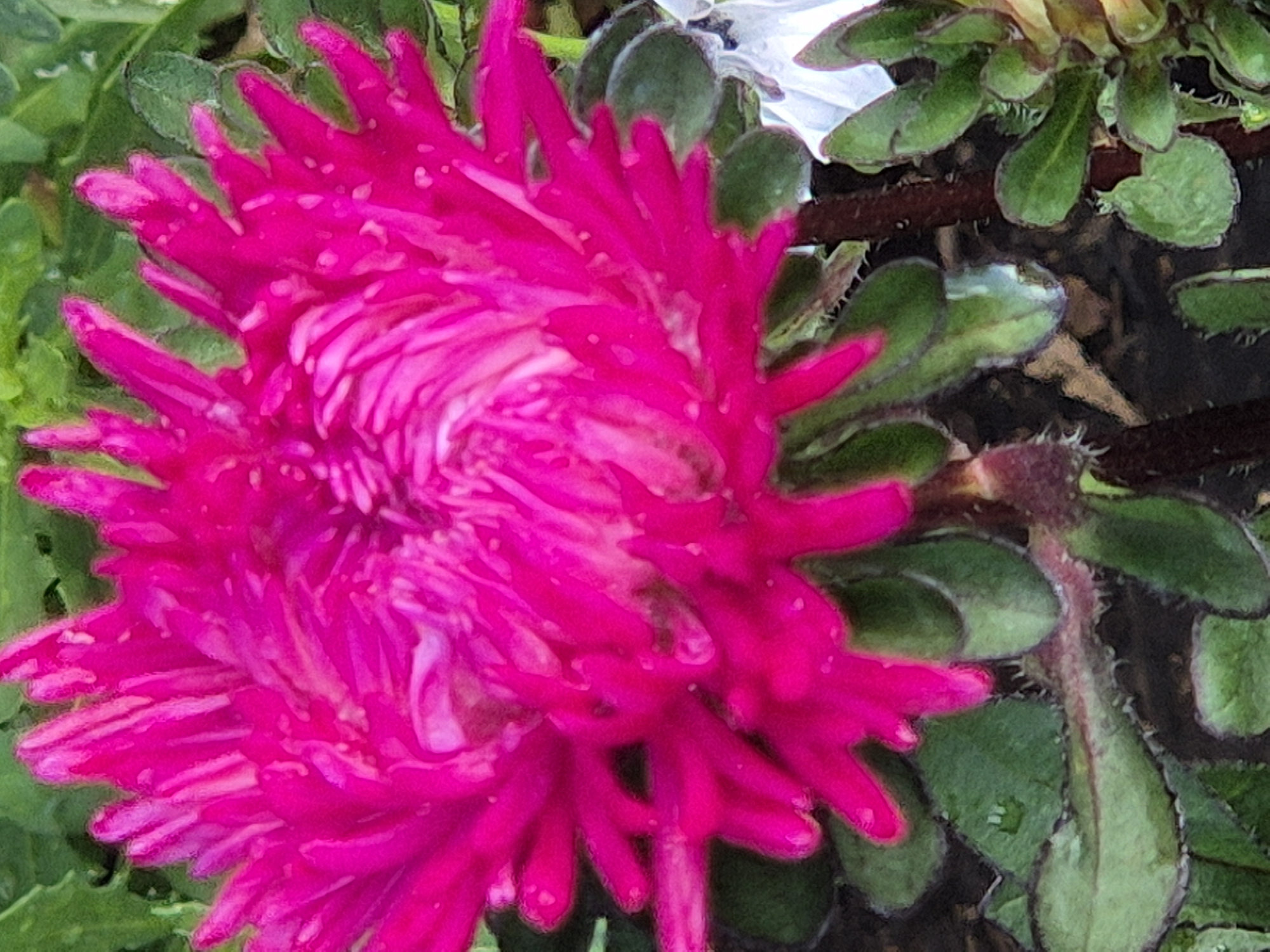 The image shows a close-up view of a vibrant pink aster flower in bloom. The flower is the central focus, with its delicate, spiky petals radiating outwards from a tightly packed center. The petals display a gradient of color, from a deep fuchsia at the base to a lighter pink at the tips, with some subtle white highlights. The flower is surrounded by lush green foliage, which provides a contrasting backdrop. Small droplets of water are visible on some of the petals and leaves, suggesting recent rain or dew. The overall impression is one of natural beauty and vitality. This image was taken in the city of Kokshetau, Kazakhstan.