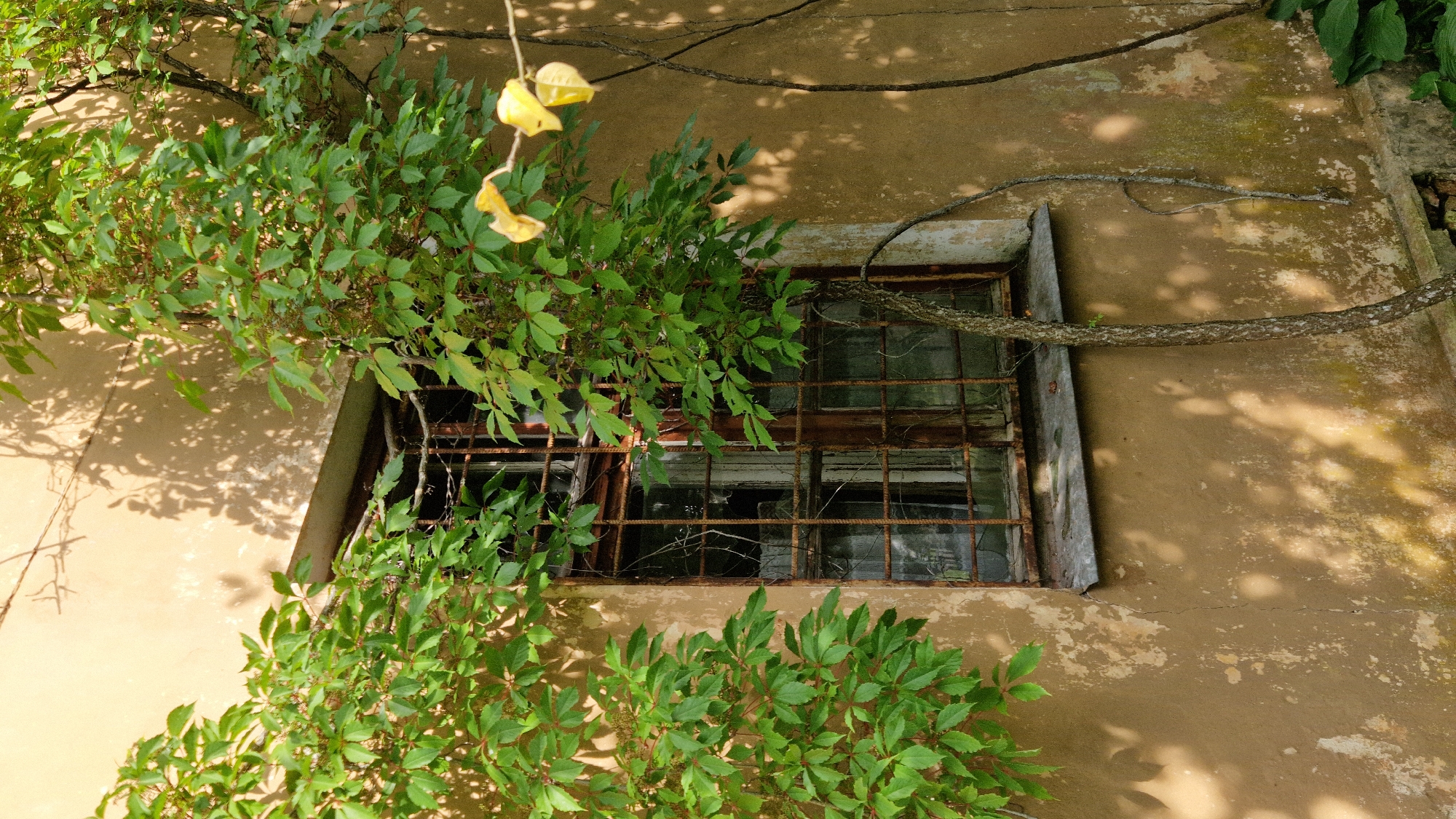 The image shows a close-up of a weathered building facade in Kazdanga, Latvia, with a prominent barred window. Green ivy vines with lush foliage are growing over and around the window and the wall, partially obscuring the view into the window. The window itself appears old and possibly broken, with visible panes and a rusted metal grate. Sunlight casts dappled shadows of leaves and branches onto the textured, peeling stucco wall, creating a pattern of light and shade. A thin, gnarled tree branch snakes its way up the wall next to the window. The overall impression is one of an abandoned or neglected structure reclaimed by nature. There are no people visible in the image.