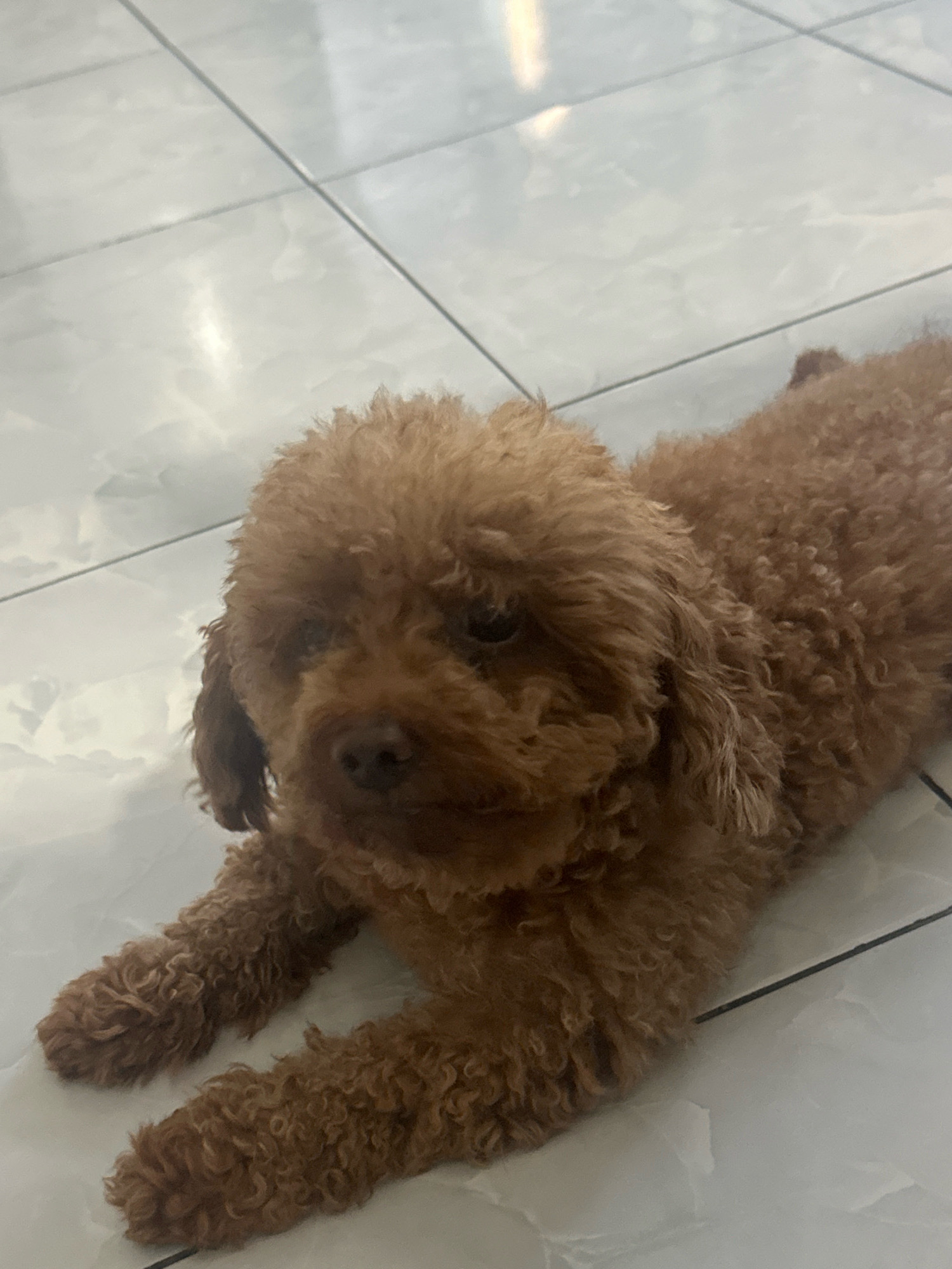 A toy poodle with brown curly fur is lying on its stomach on a tiled floor. The dog's head is turned to the side, and it appears to be looking slightly upwards. The tiled floor is light-colored with dark grout lines. The lighting in the image suggests an indoor environment, possibly a home, with a bright light source reflecting off the tiles. The image does not contain any specific landmarks or elements that would allow for precise localization within the city of Binjai, Indonesia.