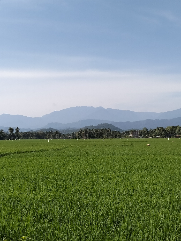 The image displays a rural landscape in Lhokkulam, Indonesia, under a clear, light blue sky with faint wisps of white clouds. The foreground and midground are covered by an extensive, vibrant green rice paddy field, densely populated with young rice plants. Several thin, white, vertical markers are sparsely distributed throughout the field. A single, light brown object or animal is visible in the mid-right portion of the rice paddy. Behind the field, a dense line of tropical trees, including numerous palm trees, forms a horizon. A light-colored, multi-story building is partially visible above the treeline, slightly right of the image center. In the distant background, multiple layers of hazy blue mountains rise prominently. No human figures or direct actions are discernible within the frame.