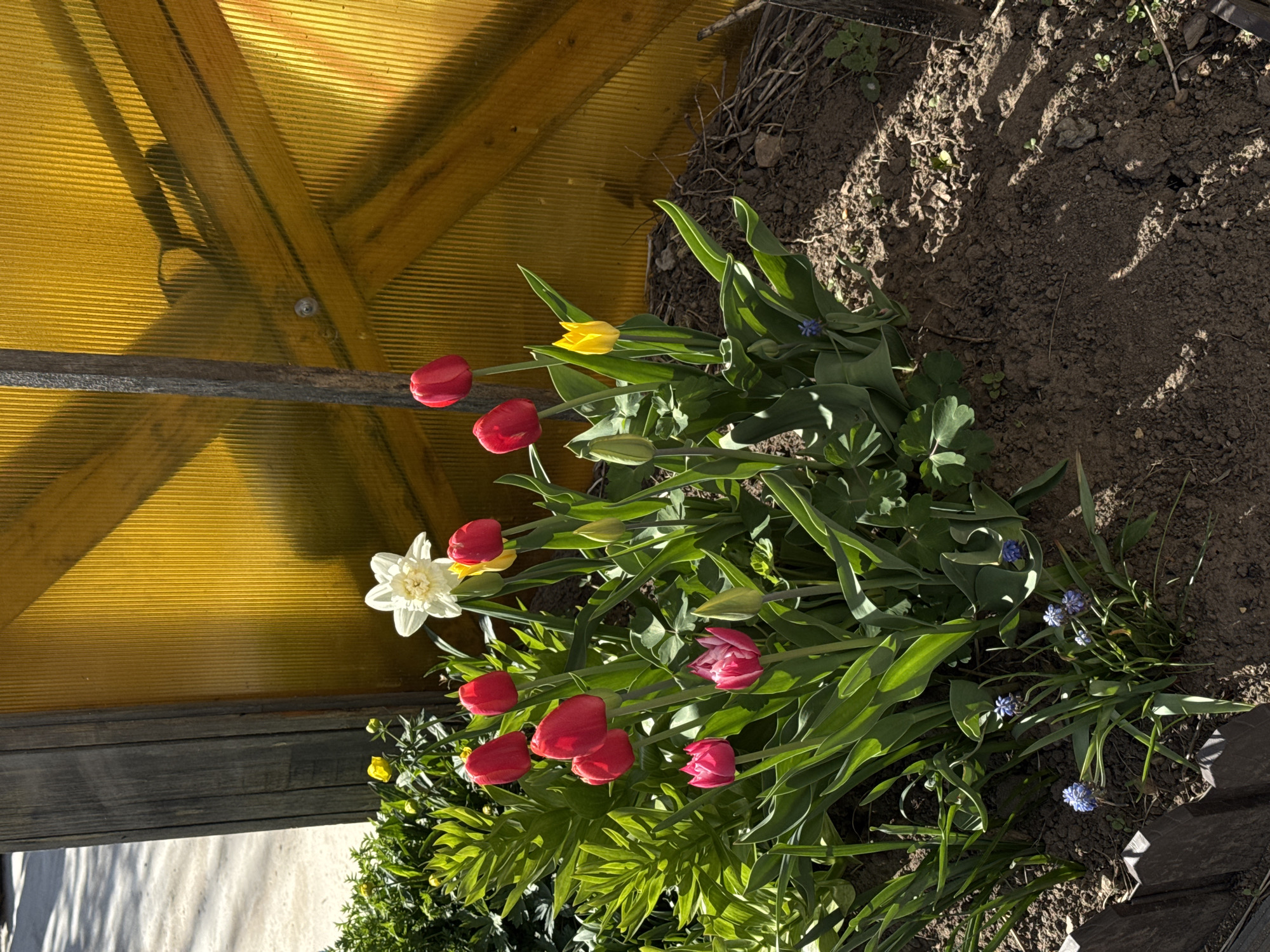 The image shows a flower garden in Chaikovsky, Russia. Red and yellow tulips and white daffodils grow near a greenhouse with a yellow, translucent wall. Blue muscari flowers are also present. The garden soil appears dark brown and slightly dry. A wooden plank is visible near the edge of the garden.