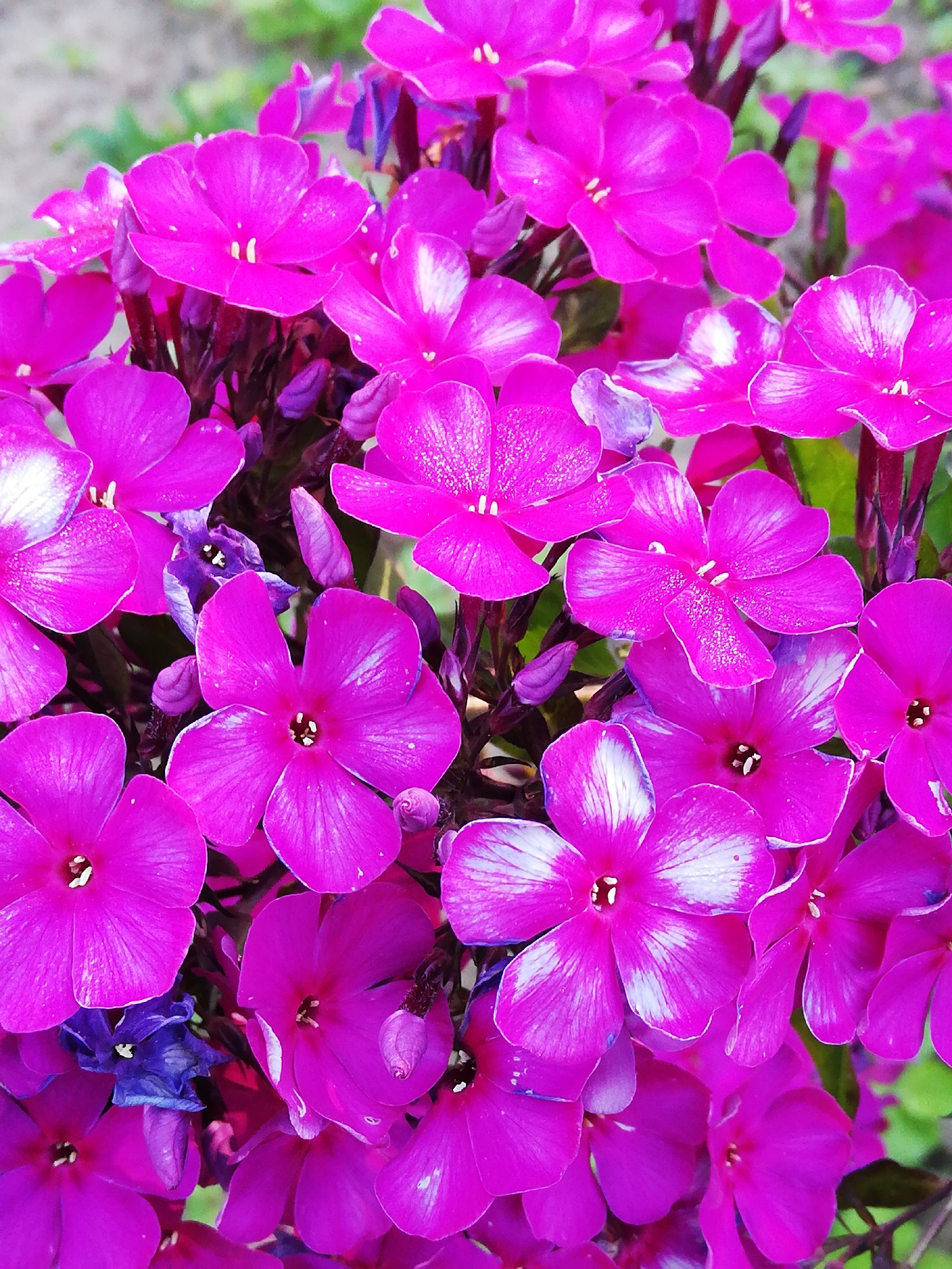 A close-up, low-angle shot shows a cluster of bright pink phlox flowers in bloom. The flowers have five petals each, with some petals showing white accents. The center of each flower contains small, light-colored stamen. The stems and unopened buds are a dark purplish-red. The background is blurred, with hints of green foliage and a light-colored ground, suggesting an outdoor setting. The location is not discernible from the image itself.