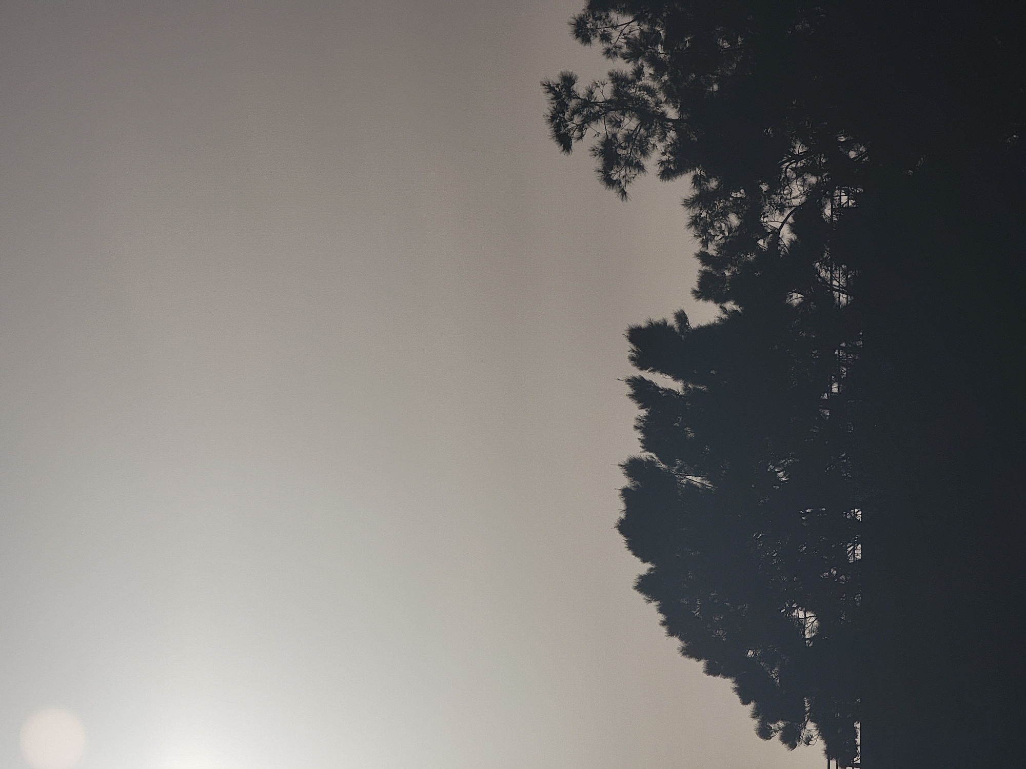 A silhouette of pine trees against a hazy, overcast sky. A bright, out-of-focus circular light source is visible in the upper left quadrant, likely the sun obscured by atmospheric conditions. The foreground is dominated by the dark, jagged outlines of the trees, their branches and needles creating a dense pattern. Hints of structures, possibly buildings or fencing, can be discerned through the gaps in the foliage, suggesting an urban or semi-urban setting. The overall impression is one of muted light and a somber mood. The specific location in Quarteira, Portugal, cannot be determined from the visual information alone.