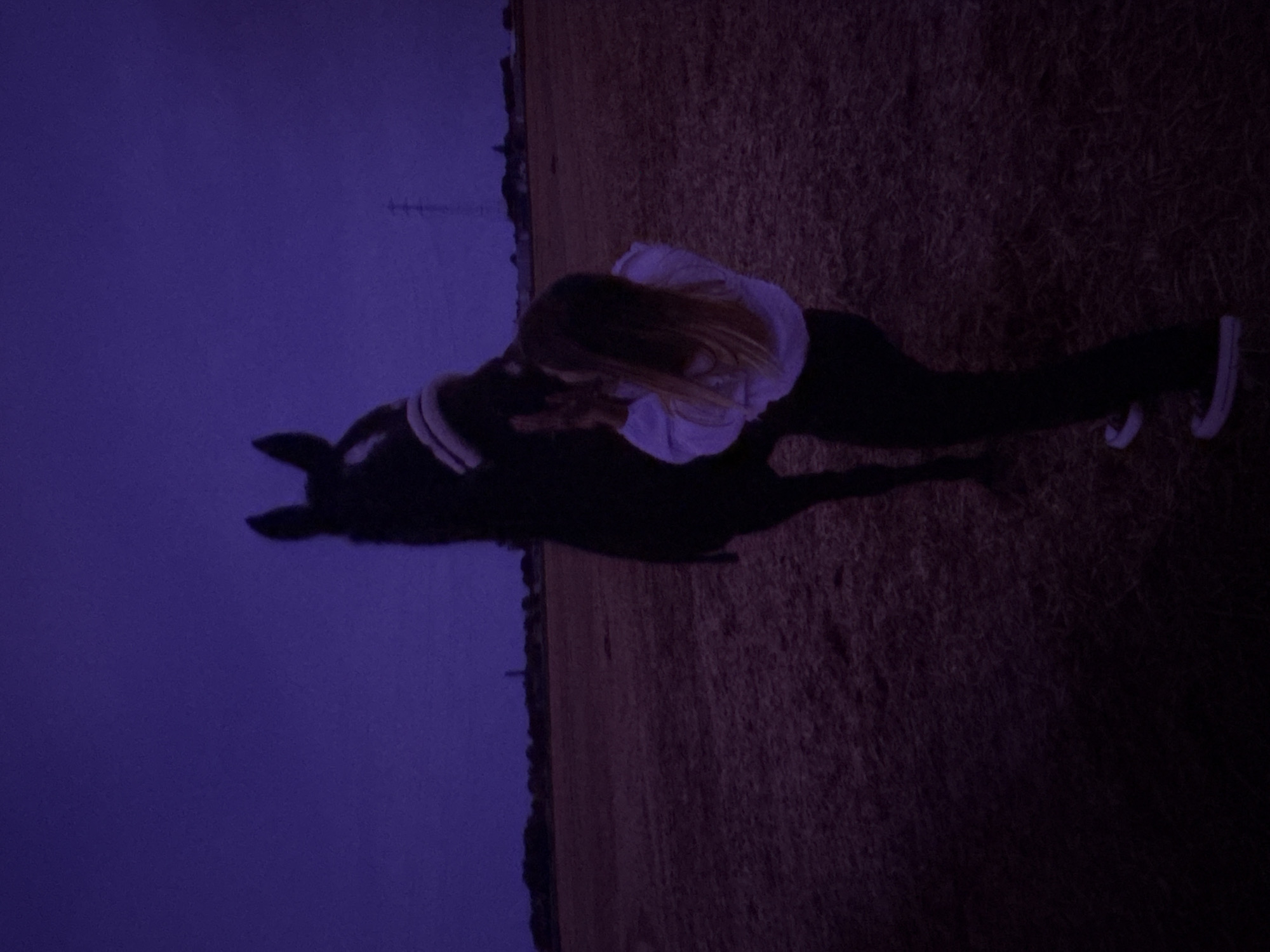 An image, rotated 90 degrees counter-clockwise, captures a tender moment between a person and a horse in a dimly lit outdoor setting. A person with long, light-colored hair, viewed from behind, is seen leaning over a dark-colored horse, appearing to embrace or pet its neck and head. The individual wears a light-colored, possibly white, long-sleeved top, dark pants, and light-colored sneakers with white soles. The horse is largely silhouetted against the dark surroundings, with some visible white markings around its head or neck, possibly part of a halter.
The scene is set outdoors, likely in a field or pasture, where the ground is a dark, textured expanse of dry grass or dirt. The sky, occupying the upper portion of the frame, is a deep, muted purple-blue, indicating either dusk or early night. A faint horizon line is discernible in the distance on the left side, punctuated by subtle dark shapes that suggest distant trees or buildings. The overall lighting is low, contributing to a serene and intimate atmosphere. No text is visible in the image. The location context for this scene is Estaimpuis, Belgium.