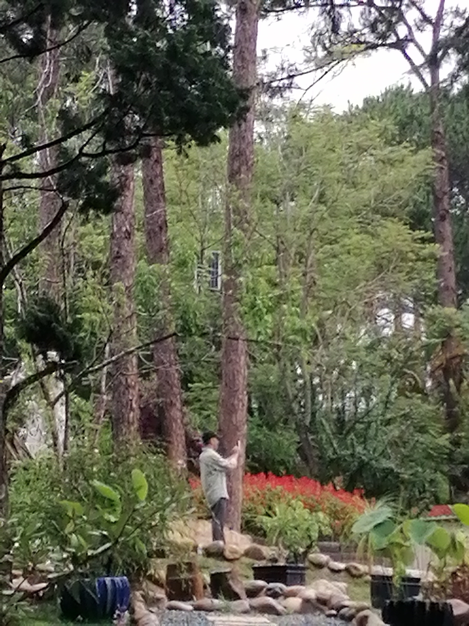 A man stands in a park-like setting, appearing to take a photo with his phone. The location is Da Lat, Vietnam, as evidenced by the presence of Da Lat pine trees and a distinctive white building often found in Da Lat architecture. The man is on a rock-lined path with planted containers visible. A bank of red flowers is visible behind him, leading into the green foliage of the surrounding trees. The landscape includes elements of both natural forest and managed garden.