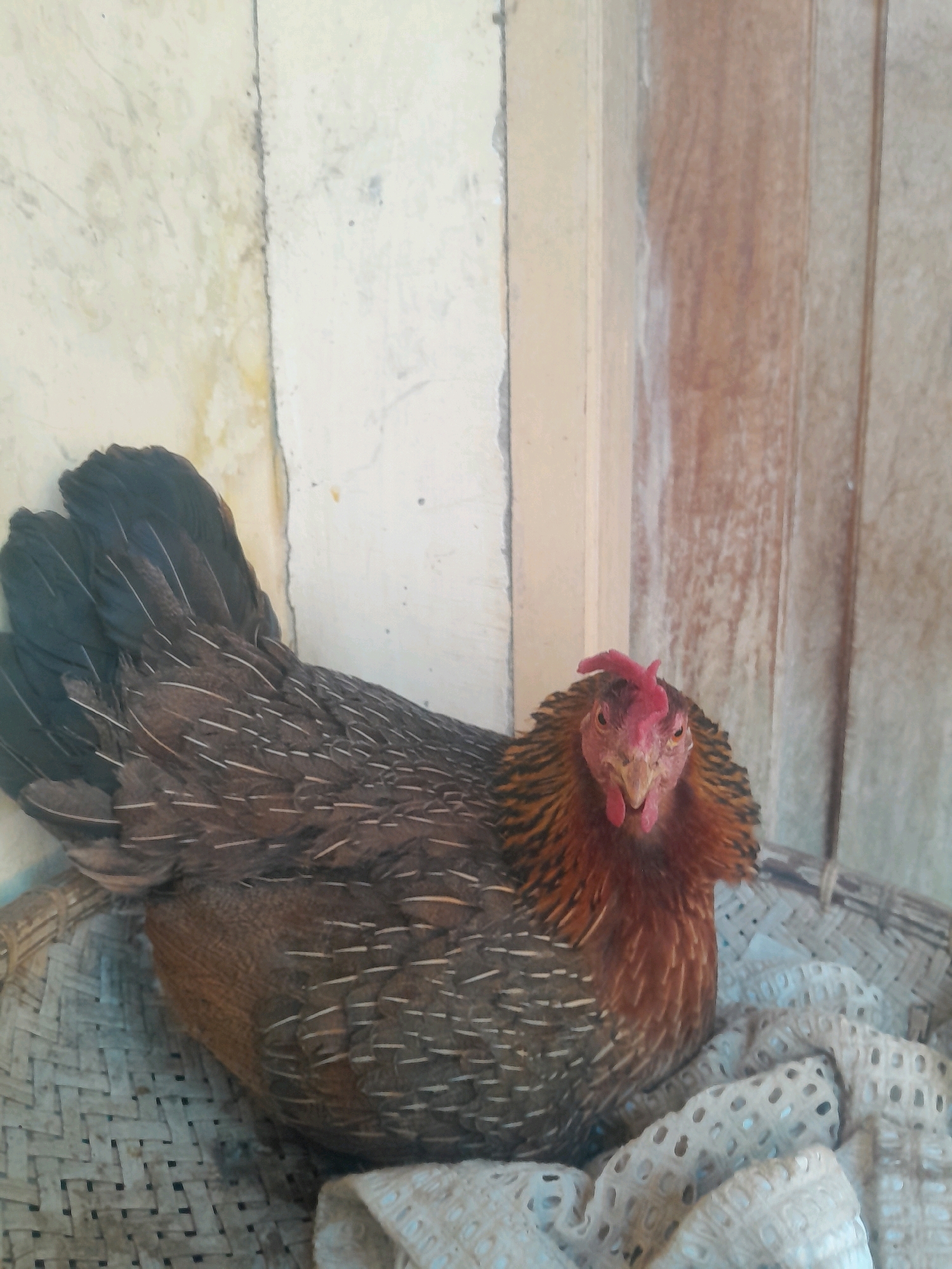 A hen with brown and black feathers is sitting in a woven basket lined with a white cloth. The hen is facing the camera, with its head tilted slightly upwards and its beak open. Its comb is red. The hen is in an indoor setting, with a textured wall to its left and a wooden structure to its right. The background suggests a humble dwelling. This scene is located in Puubenua, Indonesia.