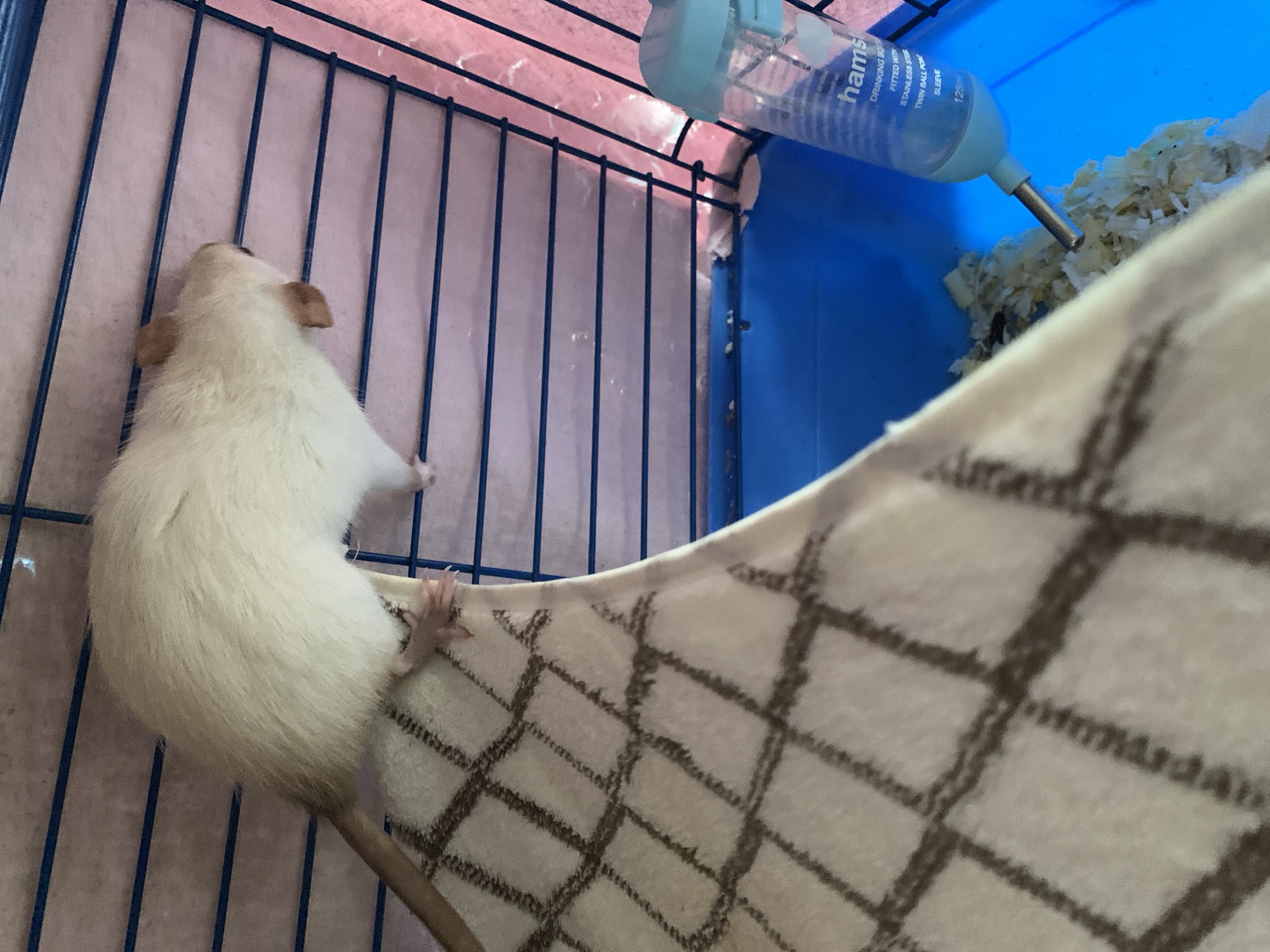 A white rat is perched on a hammock within a blue-wire cage. The rat is facing the cage bars, with its front paws resting on the wire. A water bottle is attached to the side of the cage above the rat. The hammock has a checkered pattern. Fluffy bedding is visible behind the hammock. The location and city of Stavropol, Russia are not verifiable from the image.