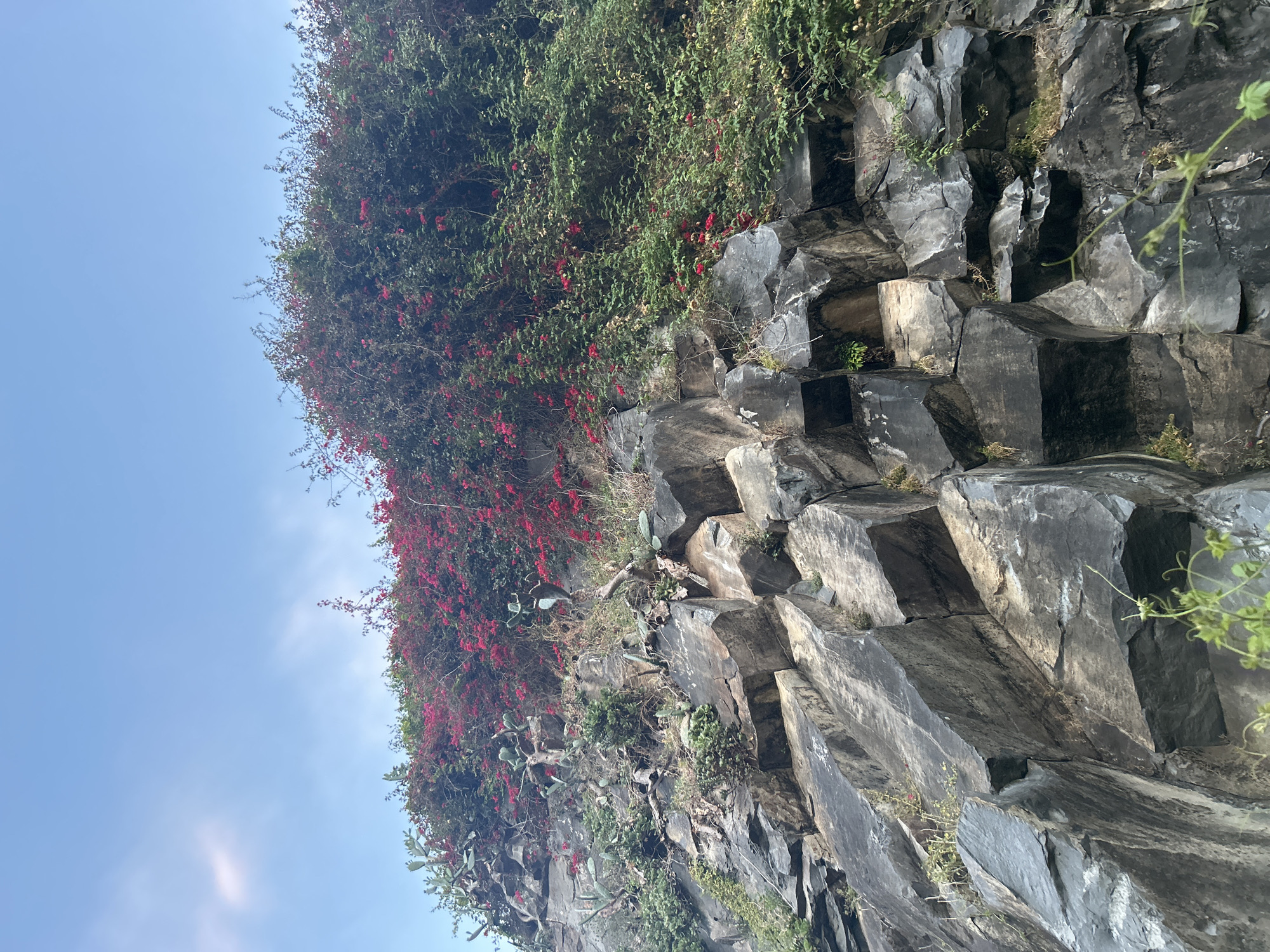 The image shows a basalt rock formation with hexagonal columns. The rock face is partially covered by green foliage, and some vibrant red bougainvillea flowers are visible within the vegetation. The location is near Câmara de Lobos, Portugal, where the geological formations create this hexagonal basalt rock structure. The sky is visible above the rocks, showing clear blue sky. The image orientation is sideways.