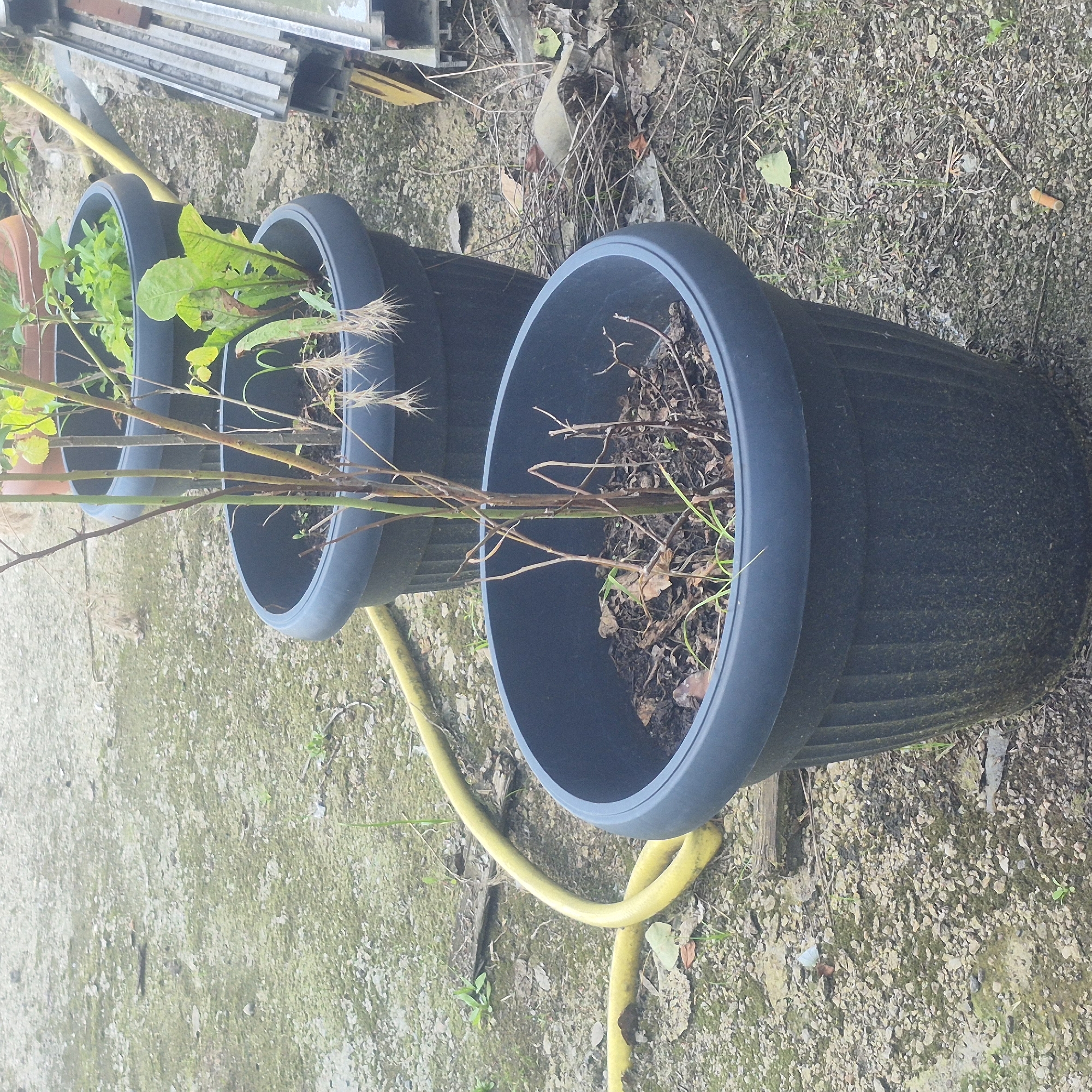 The image depicts an outdoor scene with several potted plants on a gravelly surface, likely in a residential backyard or garden area. Three dark gray plastic planters are visible, arranged diagonally across the frame. The planter closest to the foreground contains dry soil and a few withered brown twigs, with some sparse green shoots emerging. The middle planter holds a small plant with several thin, upright stems and some yellowing leaves, along with exposed root structures. The planter furthest in the background contains leafy green plants, possibly lettuce or similar greens. A yellow garden hose is coiled on the ground, running from the left side of the image towards the middle planters. In the background, to the right, are stacked metal and wood structures, potentially construction materials or garden equipment. The ground is covered in small gray and tan gravel, with scattered dried leaves and debris. There are no people visible in the image. The location is identified as Nowa Wieś Książęca, Poland, suggesting a rural or semi-rural setting.