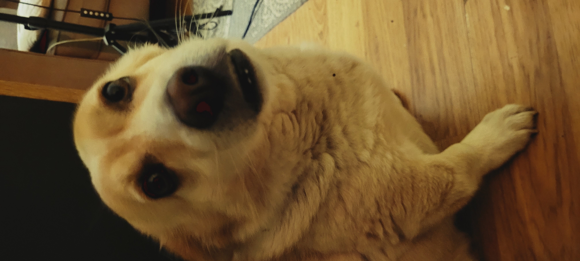 A tan dog with dark eyes and a pink-tipped nose is lying on a wooden floor. The dog's head is tilted and it is looking towards the camera. The background is dark, with a wooden object and a black tripod visible. The dog appears to be in an indoor setting.