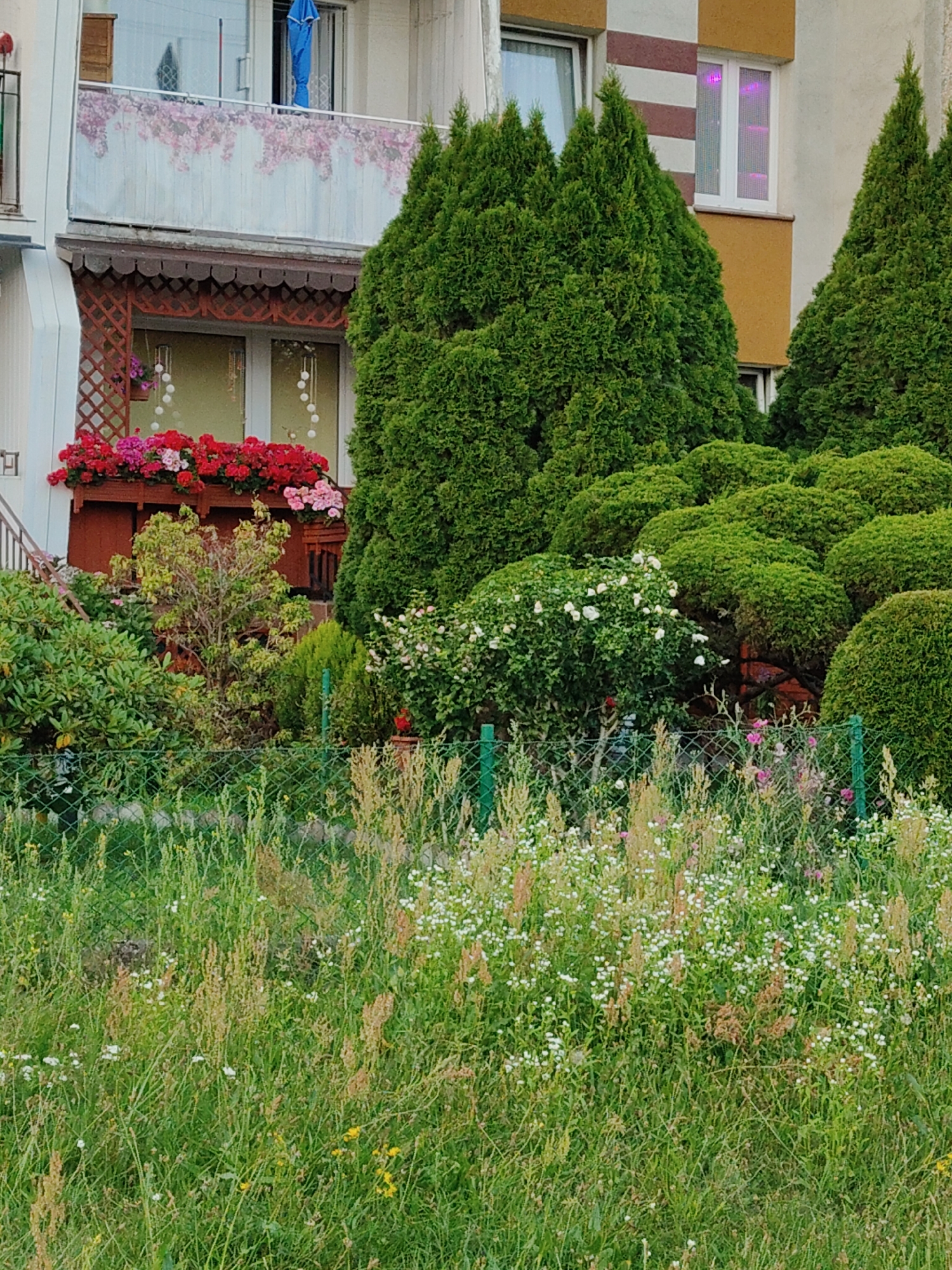 The image depicts a section of a multi-story building in Rumia, Poland, characterized by a balcony adorned with a floral print fabric and a planter box overflowing with red and pink flowers. Adjacent to the building, a dense arrangement of evergreen trees, predominantly coniferous and some rounded shrubs, creates a lush, green backdrop. A chain-link fence, partially obscured by tall grasses and wild flowers, runs across the foreground, suggesting a boundary between the property and a wilder, uncultivated area. The overall scene conveys a sense of residential greenery and urban landscaping.