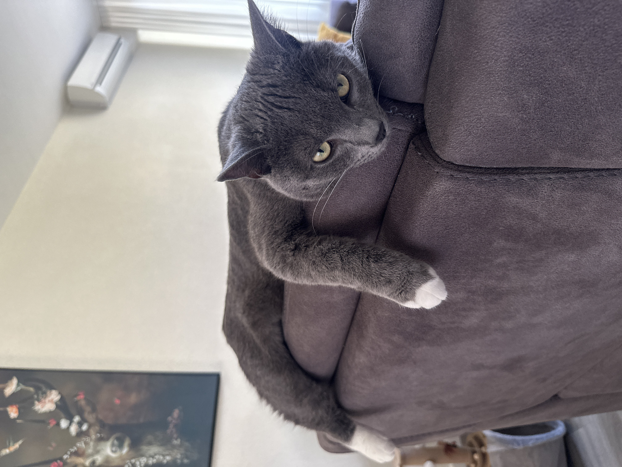 A gray cat with white paws is perched on the edge of a gray upholstered chair. The cat's head is oriented downwards, with its body draped over the chair's arm. The setting appears to be indoors, with a white wall visible in the background, where a small white rectangular object is mounted. A framed picture hangs on the wall to the left. A glimpse of flooring and a trash bin are at the bottom right. The location is Unknown, Unknown.