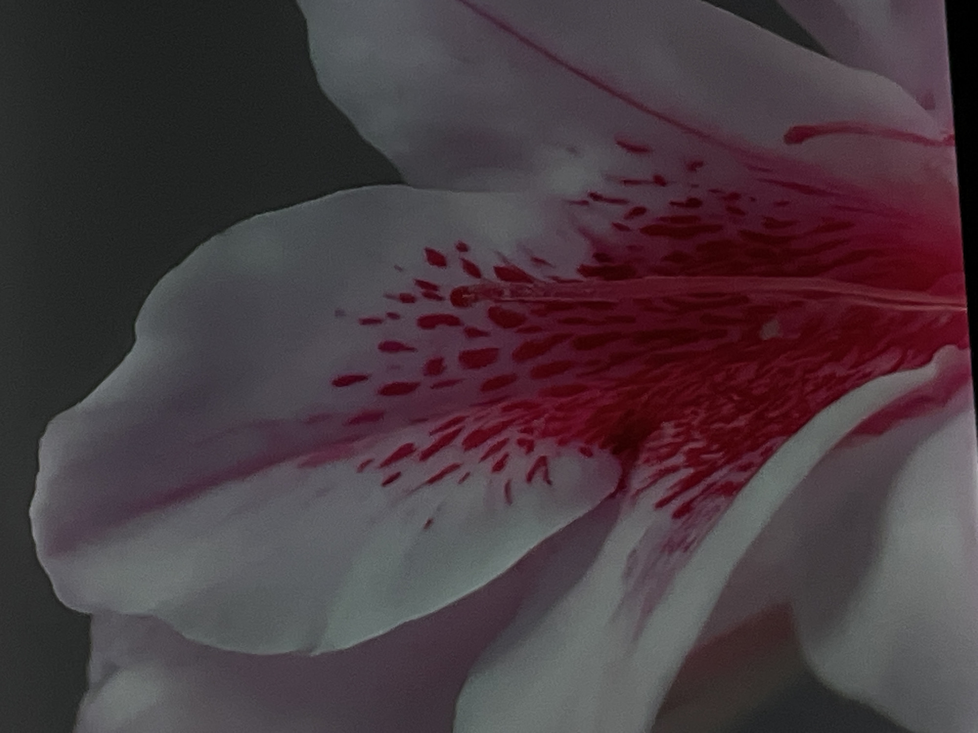 A close-up, macro photograph captures a pink azalea flower, highlighting its delicate petals and intricate crimson markings. The image is an indoor photograph and does not depict any location in Denpasar, Indonesia.