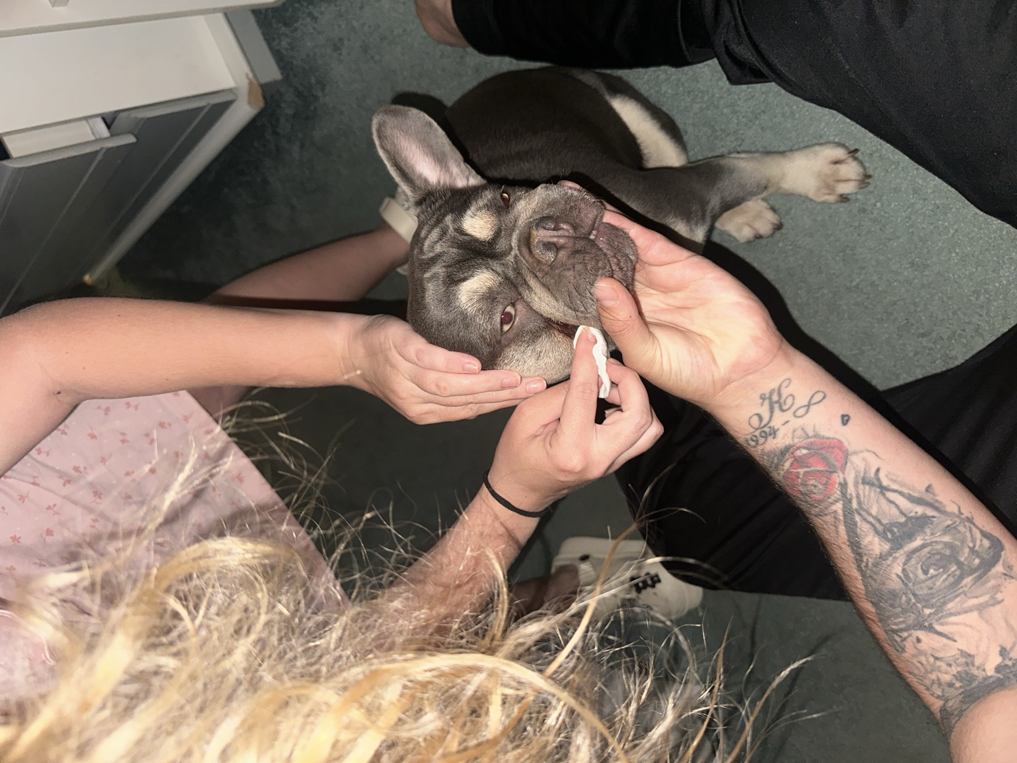 An overhead shot captures two individuals attending to a dark brindle and tan French Bulldog on a dark green carpet. The dog lies on its side, with one person gently cradling its head and the other, identifiable by an arm adorned with tattoos, using a white wipe or tissue to clean around the dog's mouth or snout. The dog appears calm with its mouth slightly agape during the cleaning.
One person's blonde, curly hair is prominent in the foreground, suggesting they are leaning over the scene. Their left arm, wearing a black elastic band on the wrist, is also visible. The other person's arm displays extensive tattoos, including a rose with red accents and black ink designs, and text that reads "H_ ∞ 1994-". This person is wearing dark clothing, possibly black pants.
In the background, part of a white, possibly wooden, cabinet or drawer unit is visible, suggesting an indoor setting. The lighting is ambient, with no apparent natural light source. The overall impression is one of care and attention being given to the dog.